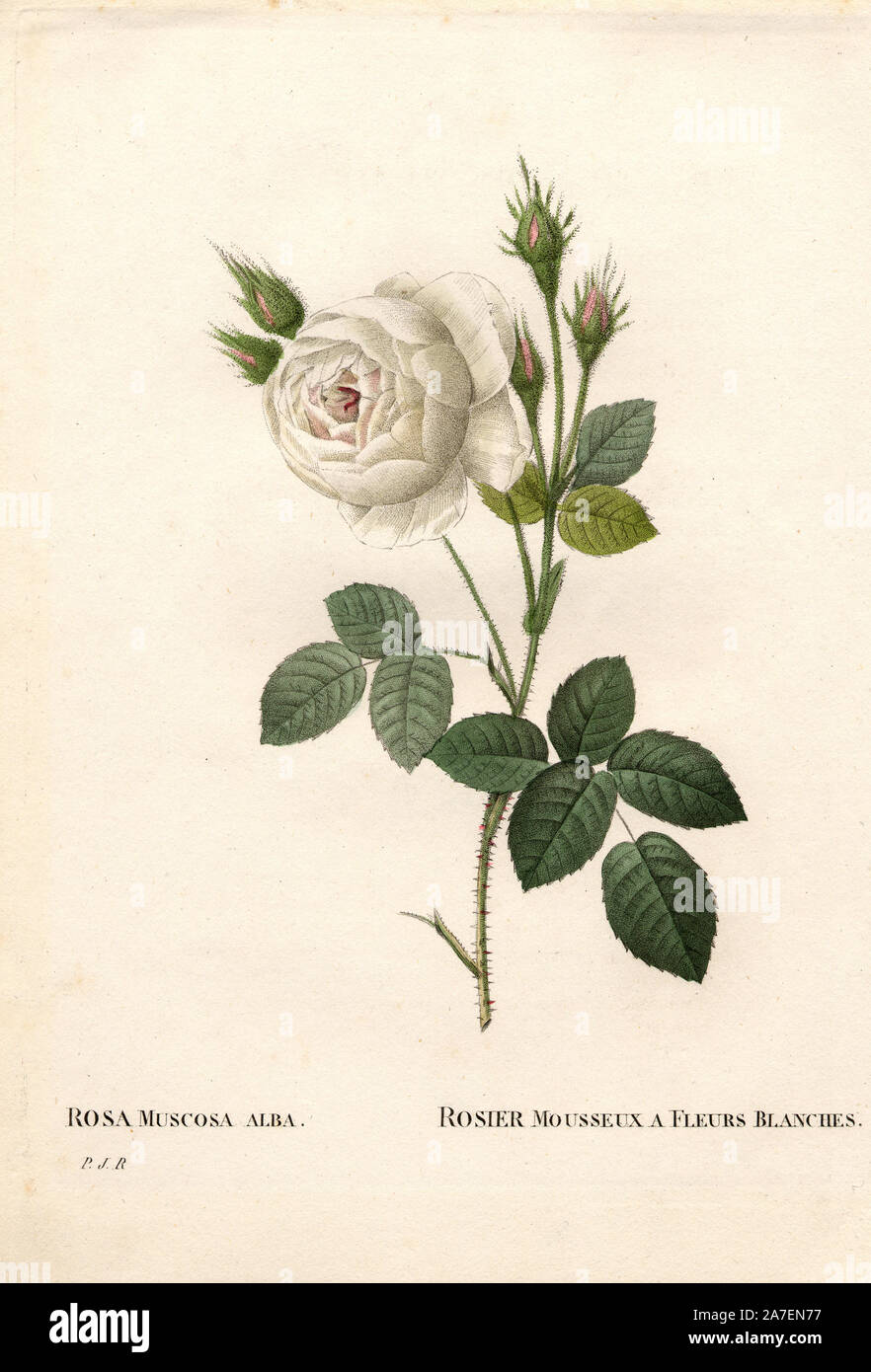Shailer’s white moss rose, Rosa centifolia var. alba-muscosa, Rosier mousseux à fleurs blanches. Handcoloured stipple copperplate engraving from Pierre Joseph Redoute's 'Les Roses,' Paris, 1828. Redoute was botanical artist to Marie Antoinette and Empress Josephine. He painted over 170 watercolours of roses from the gardens of Malmaison. Stock Photo