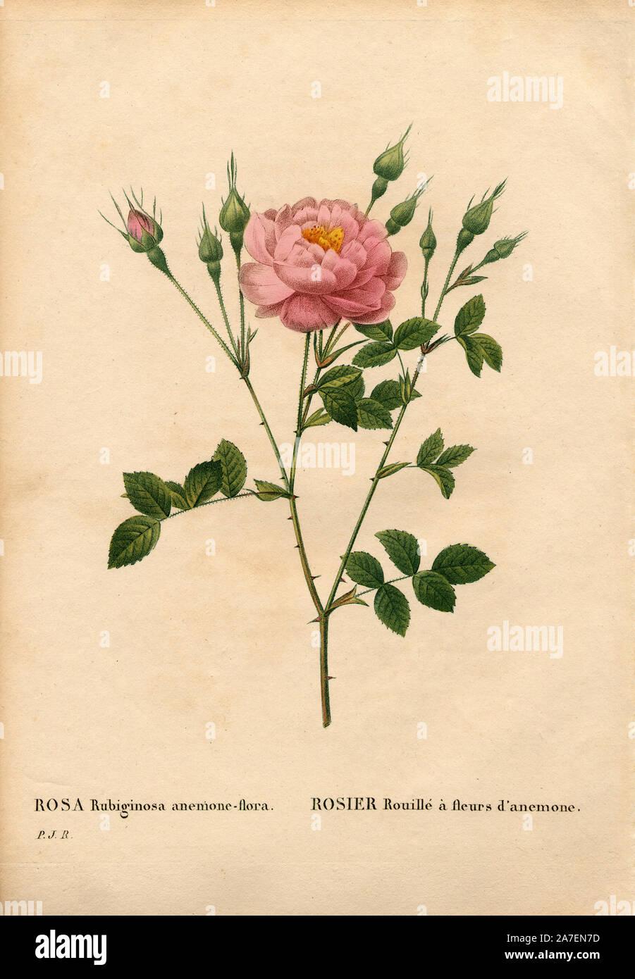 Anemone-flowered sweetbriar rose, Rosa rubiginosa variety, Rosier Rouillé à fleurs d’anémone. Handcoloured stipple copperplate engraving from Pierre Joseph Redoute's 'Les Roses,' Paris, 1828. Redoute was botanical artist to Marie Antoinette and Empress Josephine. He painted over 170 watercolours of roses from the gardens of Malmaison. Stock Photo