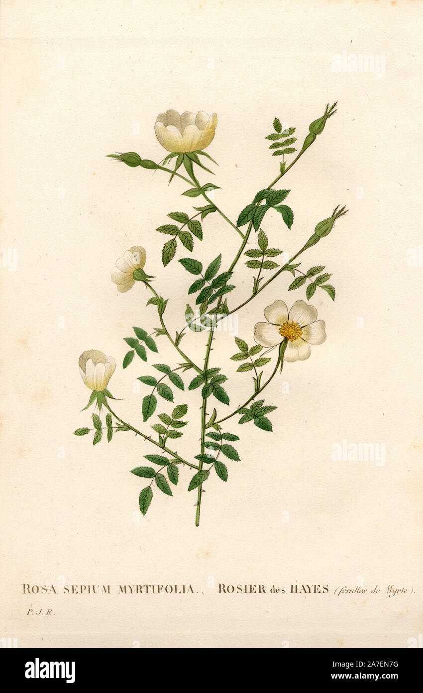 Myrtle-leaved hedge rose, Rosa agrestis variety, Rosier des Hayes à feuilles de Myrte. Handcoloured stipple copperplate engraving from Pierre Joseph Redoute's 'Les Roses,' Paris, 1828. Redoute was botanical artist to Marie Antoinette and Empress Josephine. He painted over 170 watercolours of roses from the gardens of Malmaison. Stock Photo