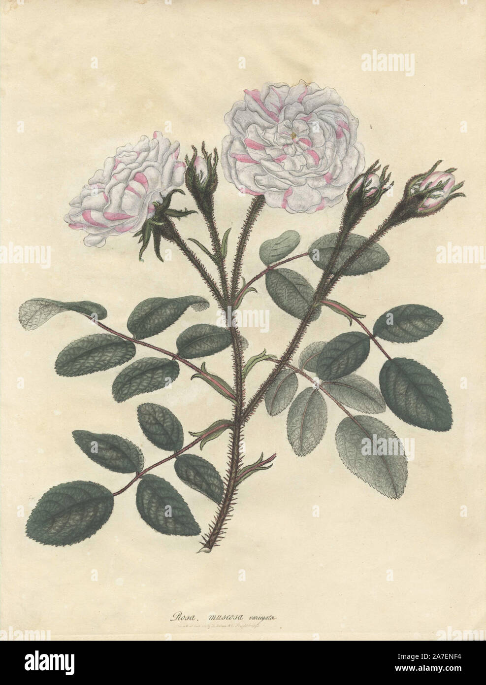 Variegated moss rose, Rosa muscosa variegata. Handcoloured copperplate botanical drawn, engraved and coloured by Henry Charles Andrews for his own 'Roses, a monograph of the genus Rosa,' London, 1806. Andrews was an English botanist, artist and engraver who published the 'Botanist's Repository' from 1797 to 1812 and separate volumes on roses, geraniums and heaths. Stock Photo