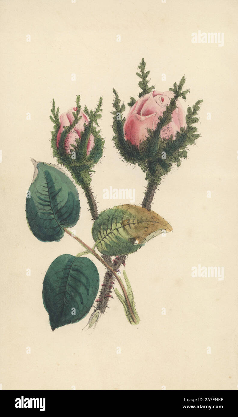 Moss rose, Rosa muscosa. Handcoloured engraving by James Andrews for John Stevens Henslow's 'Bouquet des Souvenirs,' London, 1840. Henslow (17961861) was educated at Cambridge University, and returned to teach there, becoming Chair of Mineralogy in 1822 and Chair of Botany in 1825. His lectures were attended by a young Charles Darwin. James Andrews was a talented botanical artist who squandered his talents on gift books. Stock Photo