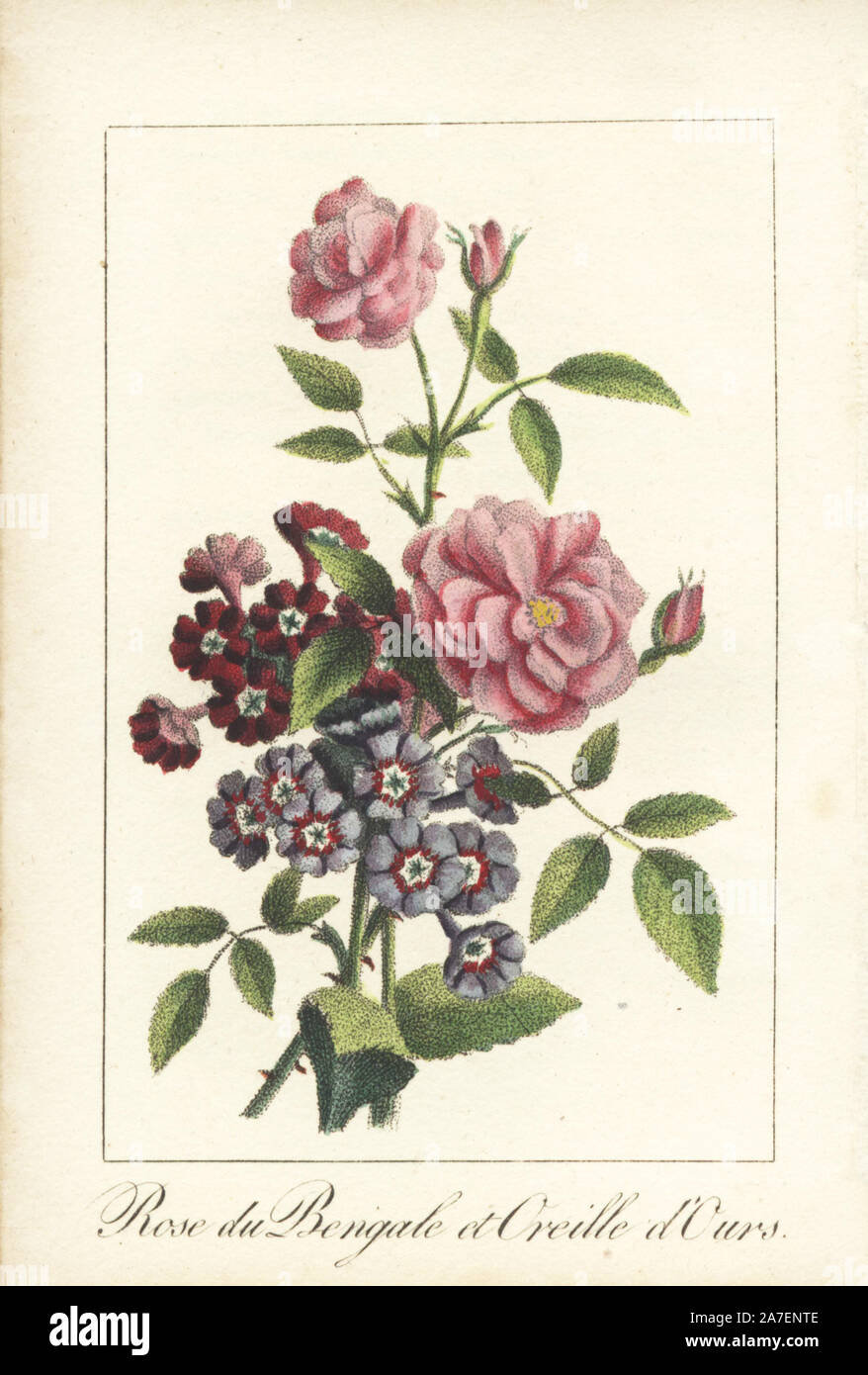 Indian rose, Rose de Bengale, Rosa indica, and Primula auricula, oreille d'ours. Handcoloured botanical engraving from 'Le Jardinier Fleuriste, dedie aux dames,' Paris, 1819. The verses are signed by Laurent-Pierre Bérenger (1749-1822), who may be the author of this work. Stock Photo