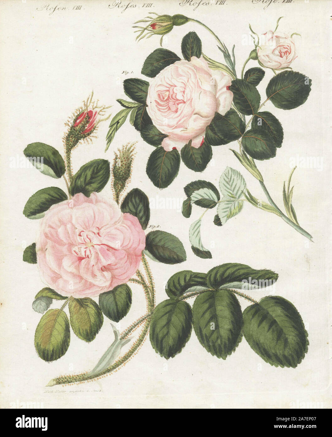 Queen rose, Rosa regina rubicans, and moss rose, Rosa muscosa major. Handcoloured copperplate engraving from an illustration drawn from nature by Stark from Bertuch's "Bilderbuch fur Kinder" (Picture Book for Children), Weimar, 1790-1830. Friedrich Johann Bertuch (1747-1822) was a German publisher and man of arts most famous for his 12-volume encyclopedia for children illustrated with 1,200 engraved plates on natural history, science, costume, mythology, etc. Stock Photo