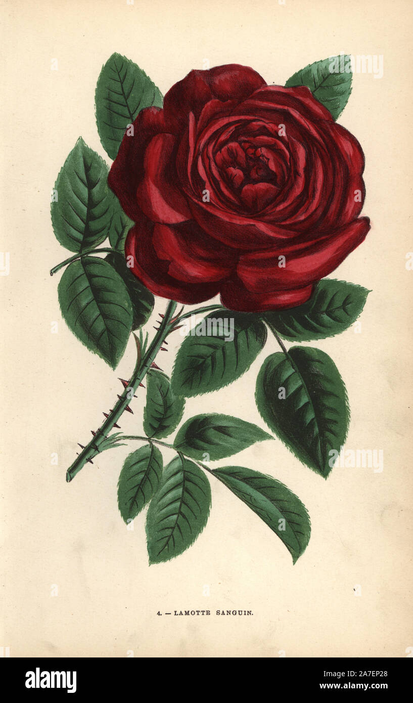 lamotte-sanguin-rose-crimson-hybrid-raised-by-monsieur-vigneron-of-orleans-in-1869-stock-photo