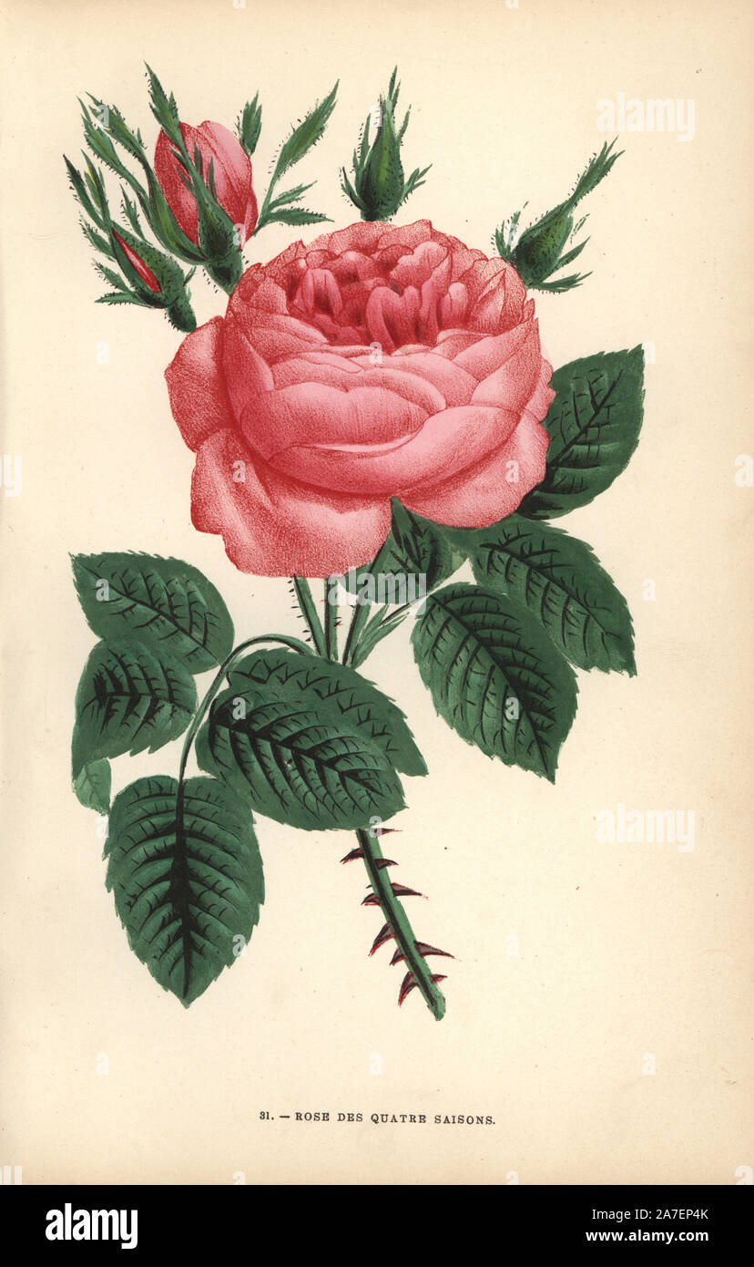 Four seasons rose, Rose des Quatre Saisons, very old variety of the  Portland rose, Rosa portlandica. Chromolithograph drawn and lithographed  after nature by F. Grobon from Hippolyte Jamain and Eugene Forney's "Les