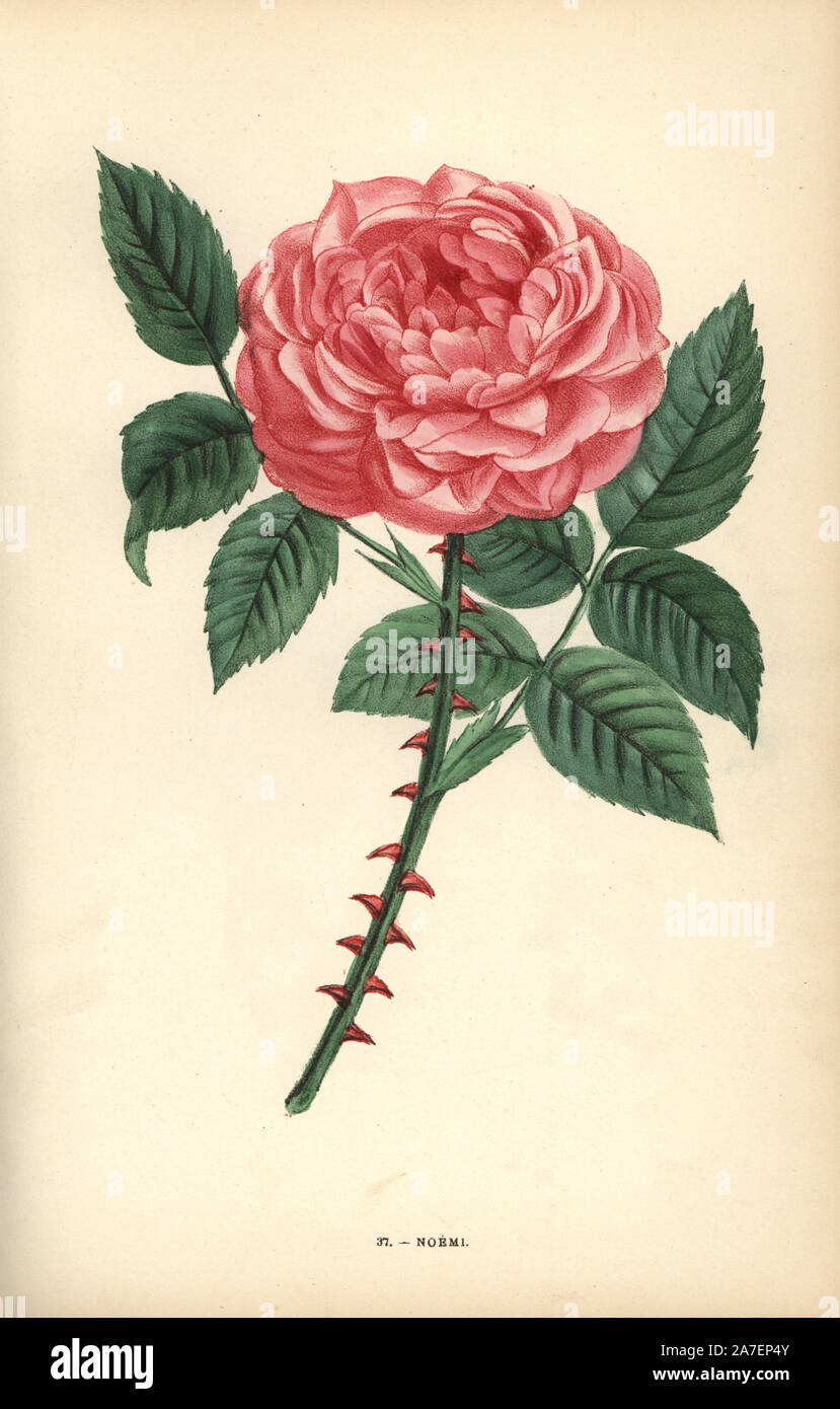 Noemi rose, hybrid raised by Monsieur Aubert of Rouen in 1847. Chromolithograph drawn and lithographed after nature by F. Grobon from Hippolyte Jamain and Eugene Forney's 'Les Roses,' Paris, J. Rothschild, 1873. Jamain was a rose grower and Forney a professor of arboriculture. François Frédéric Grobon (1815-1901) ran his own atelier and illustrated 'Fleurs' after Redoute with his brother Anthelme as the Grobon freres. Stock Photo