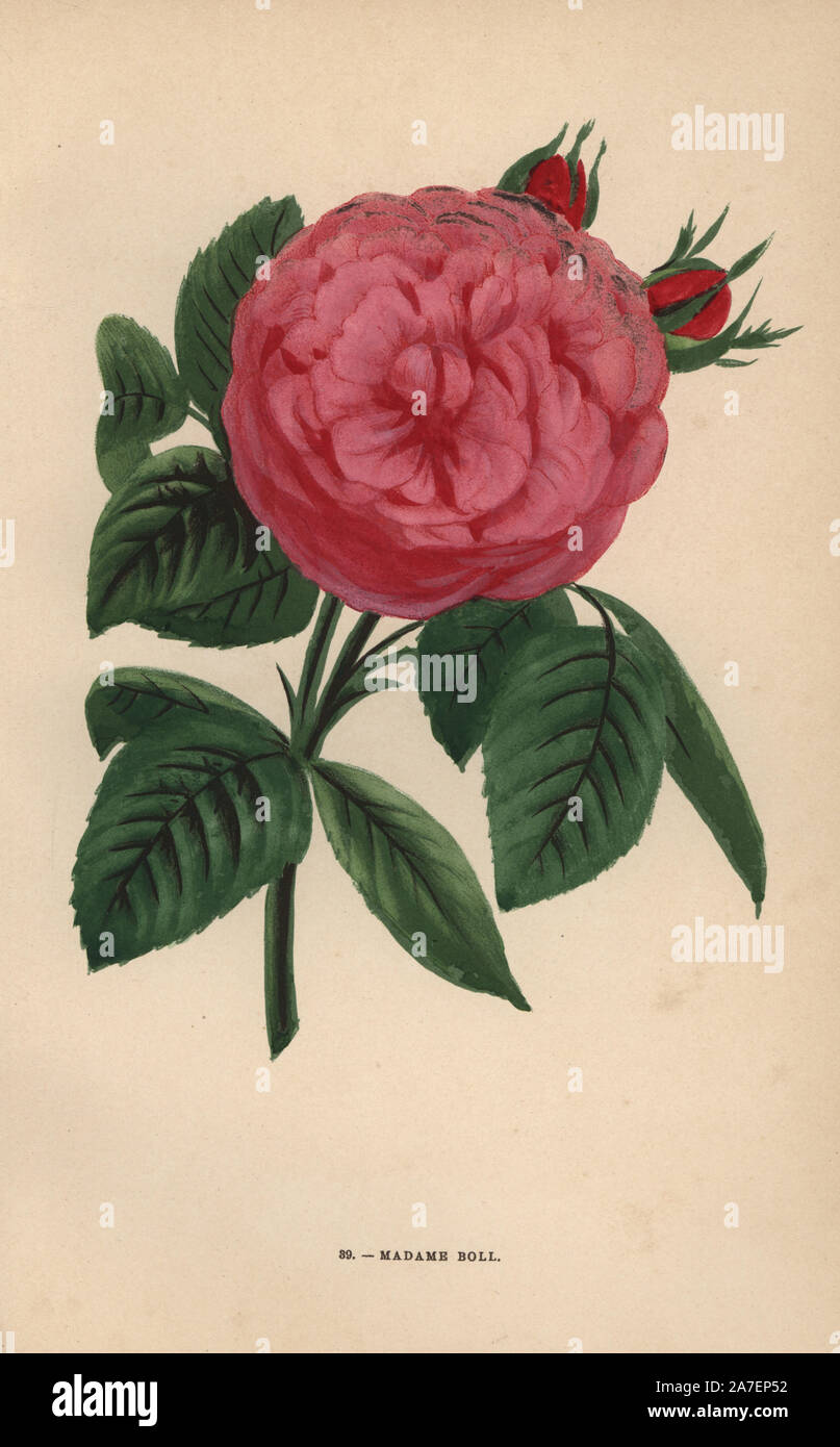 Madame Boll rose, hybrid raised by Monsieur Boyau of Angers in 1859. Chromolithograph drawn and lithographed after nature by F. Grobon from Hippolyte Jamain and Eugene Forney's 'Les Roses,' Paris, J. Rothschild, 1873. Jamain was a rose grower and Forney a professor of arboriculture. François Frédéric Grobon (1815-1901) ran his own atelier and illustrated 'Fleurs' after Redoute with his brother Anthelme as the Grobon freres. Stock Photo
