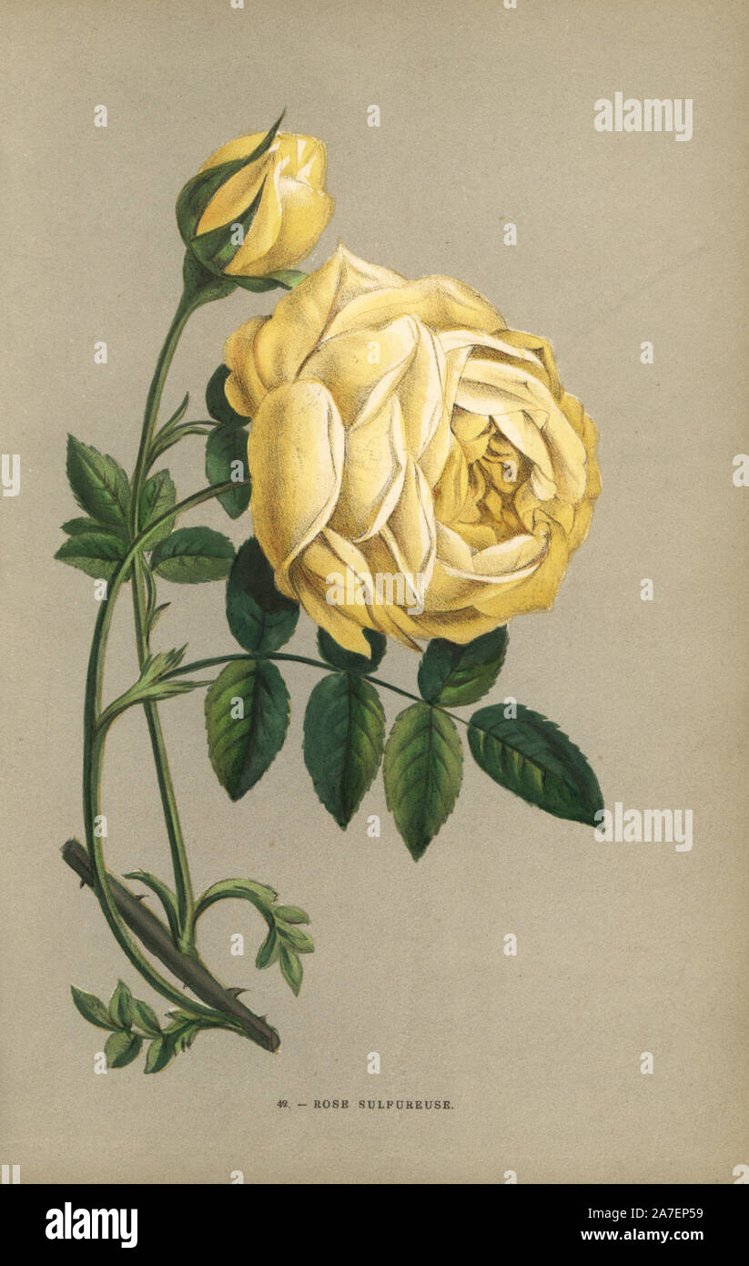 Rose sulfureuse, yellow rose variety of Rosa sulfurea. Chromolithograph drawn and lithographed after nature by F. Grobon from Hippolyte Jamain and Eugene Forney's 'Les Roses,' Paris, J. Rothschild, 1873. Jamain was a rose grower and Forney a professor of arboriculture. François Frédéric Grobon (1815-1901) ran his own atelier and illustrated 'Fleurs' after Redoute with his brother Anthelme as the Grobon freres. Stock Photo