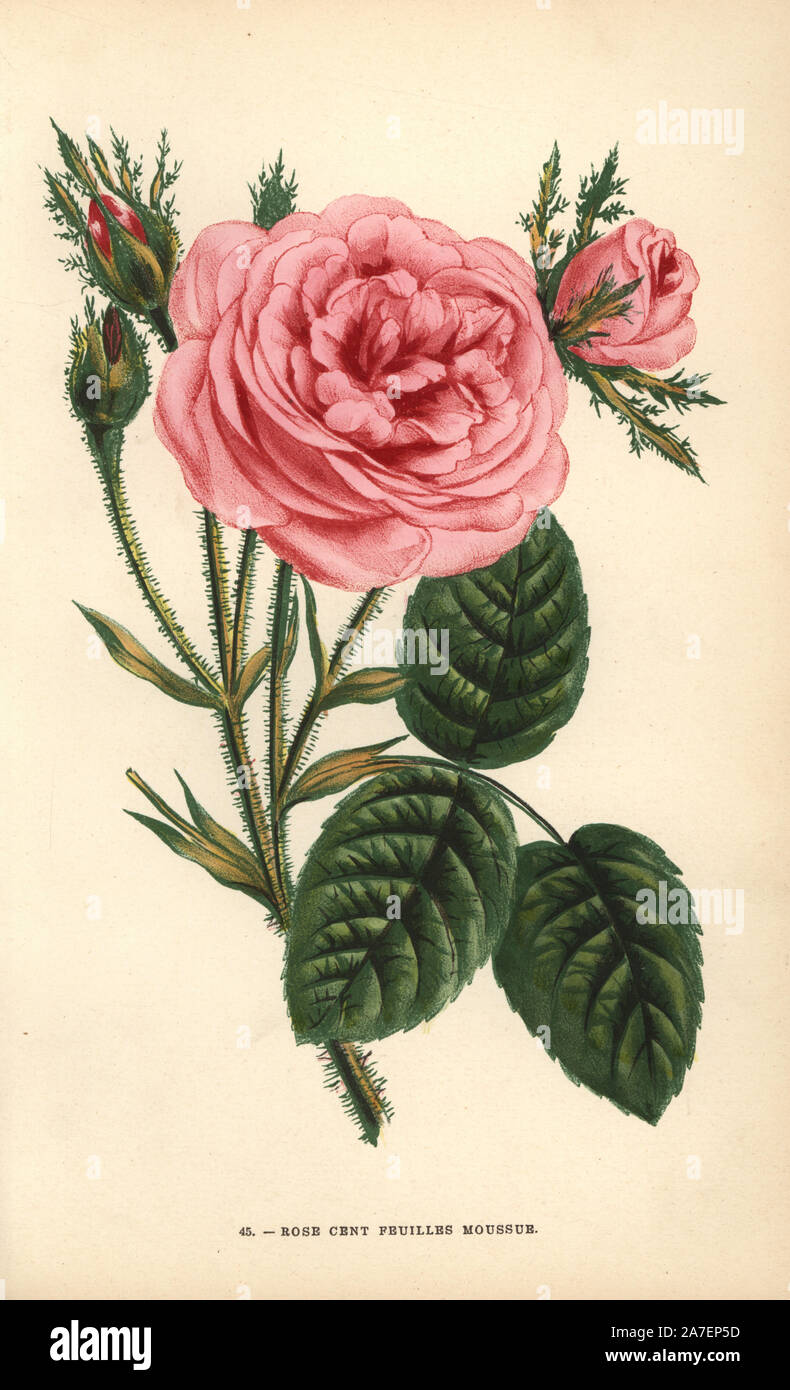 Mossy hundred-leaved rose, cent-feuilles moussue, Rosa centifolia variety. Chromolithograph drawn and lithographed after nature by F. Grobon from Hippolyte Jamain and Eugene Forney's 'Les Roses,' Paris, J. Rothschild, 1873. Jamain was a rose grower and Forney a professor of arboriculture. François Frédéric Grobon (1815-1901) ran his own atelier and illustrated 'Fleurs' after Redoute with his brother Anthelme as the Grobon freres. Stock Photo