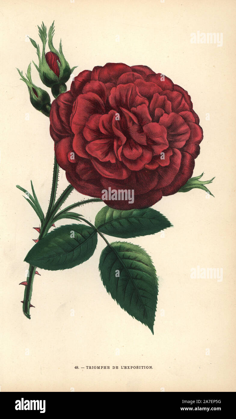 Triomphe de l'exposition rose, hybrid rose raised by Monsieur Margottin of Bourg-la-Reine and awarded a top prize at the Exposition Universelle in Paris 1855. Chromolithograph drawn and lithographed after nature by F. Grobon from Hippolyte Jamain and Eugene Forney's 'Les Roses,' Paris, J. Rothschild, 1873. Jamain was a rose grower and Forney a professor of arboriculture. François Frédéric Grobon (1815-1901) ran his own atelier and illustrated 'Fleurs' after Redoute with his brother Anthelme as the Grobon freres. Stock Photo