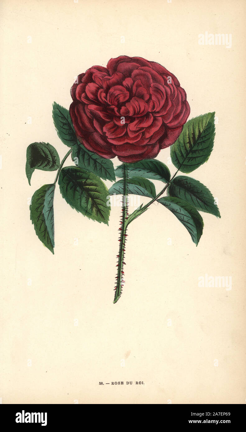 Rose du Roi, a hybrid raised from the Portland rose, Rosa portlandica, by Monsieur Souchet in Sevres, 1819. Chromolithograph drawn and lithographed after nature by F. Grobon from Hippolyte Jamain and Eugene Forney's "Les Roses," Paris, J. Rothschild, 1873. Jamain was a rose grower and Forney a professor of arboriculture. François Frédéric Grobon (1815-1901) ran his own atelier and illustrated "Fleurs" after Redoute with his brother Anthelme as the Grobon freres. Stock Photo
