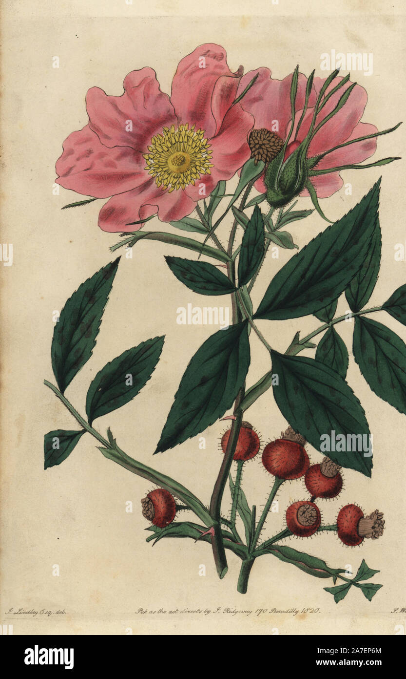 Carolina or pasture rose, Rosa carolina, with pink flowers, bud, rosehips. Handcoloured copperplate engraved by Watts from an illustration by John Lindley from his own 'Rosarum Monographia, or a Botanical History of Roses,' London, Ridgeway, 1820. Lindley (1799-1865) was an English botanist who specialized in roses and orchids. Lindley wrote and illustrated this monograph when just 22 years old. He went on to edit the 'Botanical Register' from 1829 to 1847. Stock Photo