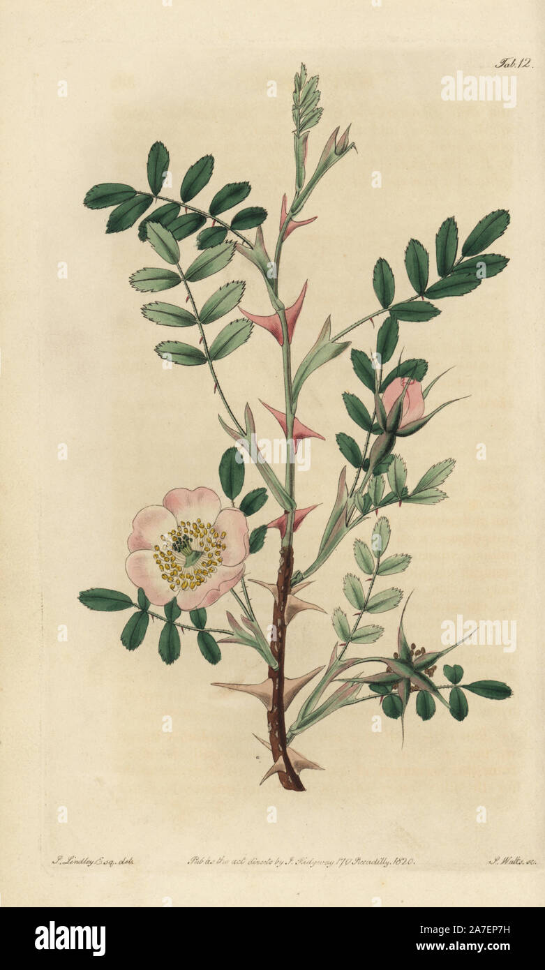Rosa sericea with pink tinged flowers, buds and large pink thorns. Handcoloured copperplate engraved by Watts from an illustration by John Lindley from his own 'Rosarum Monographia, or a Botanical History of Roses,' London, Ridgeway, 1820. Lindley (1799-1865) was an English botanist who specialized in roses and orchids. Lindley wrote and illustrated this monograph when just 22 years old. He went on to edit the 'Botanical Register' from 1829 to 1847. Stock Photo