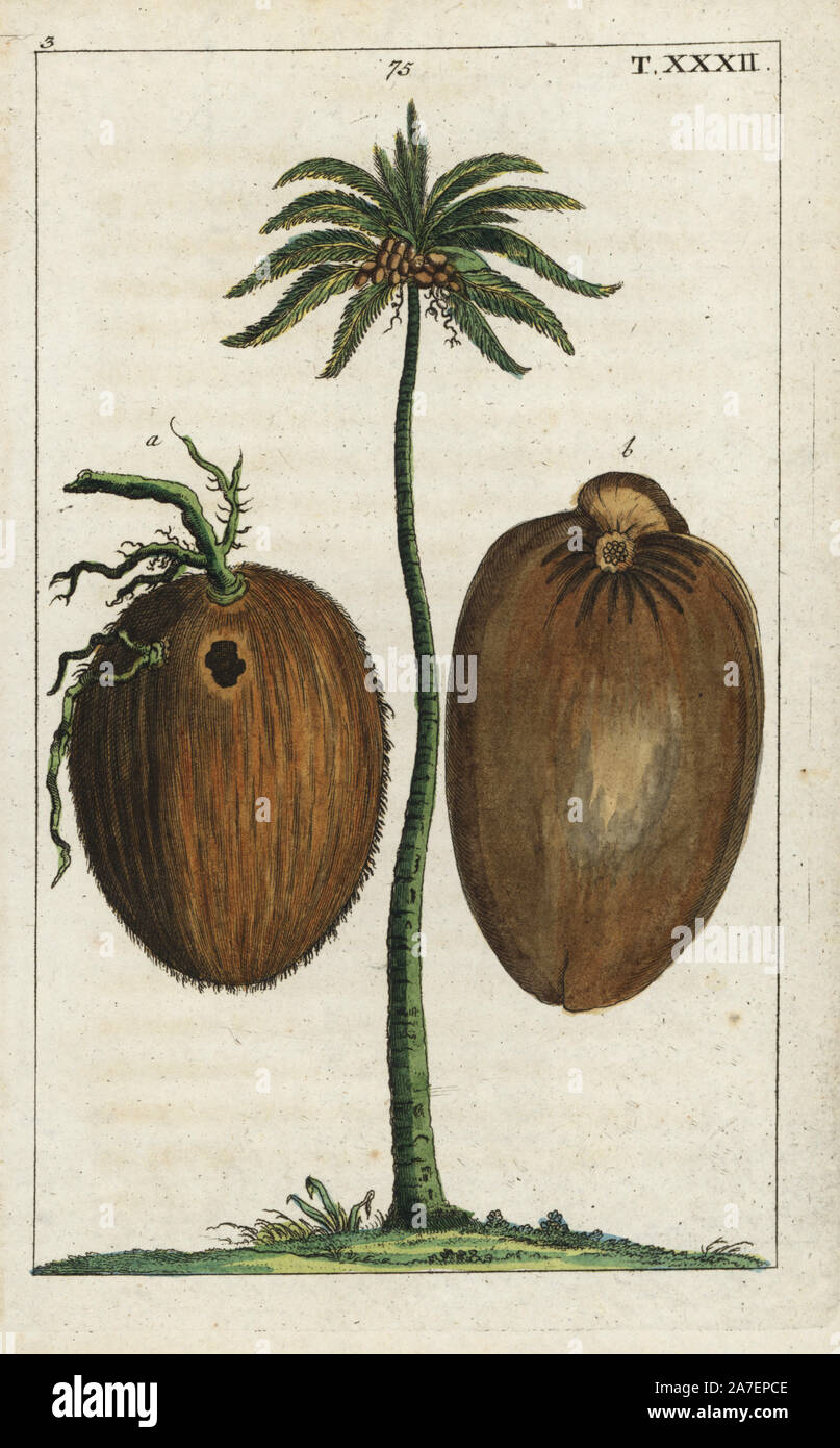 Coconut palm tree with coconuts, Cocos nuficera. Handcolored copperplate engraving of a botanical illustration from G. T. Wilhelm's 'Unterhaltungen aus der Naturgeschichte' (Encyclopedia of Natural History), Augsburg, 1811. Gottlieb Tobias Wilhelm (1758-1811) was a clergyman and naturalist in Augsburg, Bavaria. Stock Photo