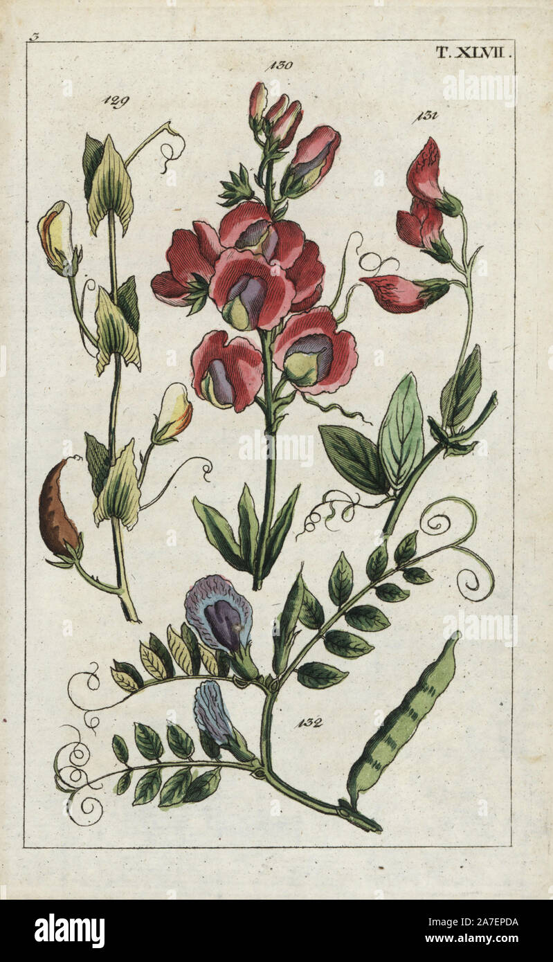 Yellow vetchling, Lathyrus aphaca 129, everlasting pea, Lathyrus latifolius 130, tuberous pea, Lathyrus tuberosus 131, and common vetch, Vicia sativa 132. Handcolored copperplate engraving of a botanical illustration from G. T. Wilhelm's 'Unterhaltungen aus der Naturgeschichte' (Encyclopedia of Natural History), Augsburg, 1811. Gottlieb Tobias Wilhelm (1758-1811) was a clergyman and naturalist in Augsburg, Bavaria. Stock Photo