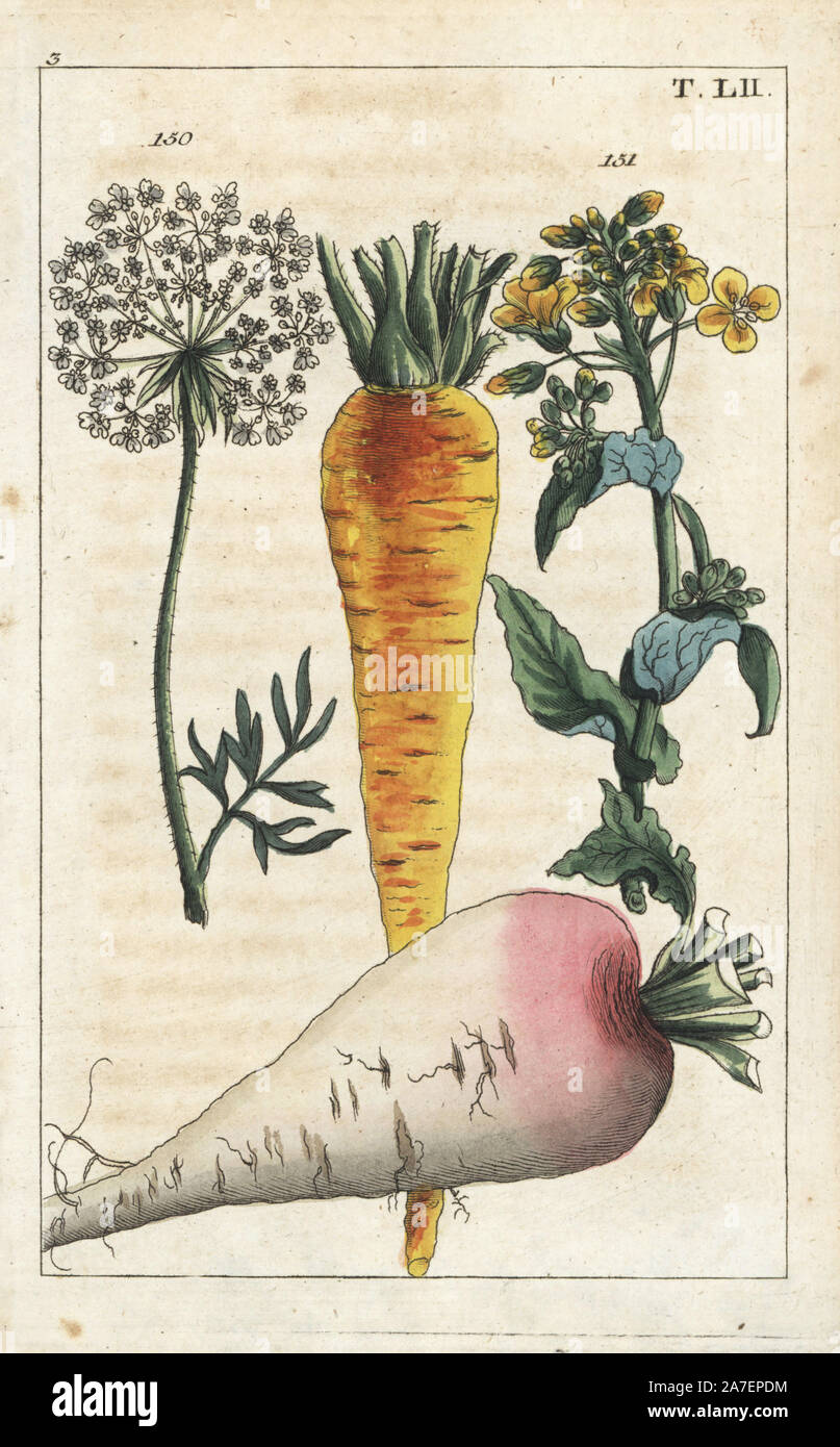Carrot flower and root, Daucus carota, 150, and wild carrot, Daucus carota sylvestris 151. Handcolored copperplate engraving of a botanical illustration from G. T. Wilhelm's 'Unterhaltungen aus der Naturgeschichte' (Encyclopedia of Natural History), Augsburg, 1811. Gottlieb Tobias Wilhelm (1758-1811) was a clergyman and naturalist in Augsburg, Bavaria. Stock Photo