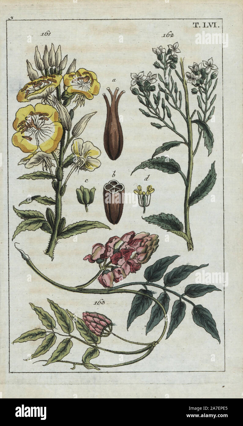 Evening primrose, Oenothera biennis 161, horseradish, Cochlearia armorica 162, and potato bean, Apios americana 163. Handcolored copperplate engraving of a botanical illustration from G. T. Wilhelm's 'Unterhaltungen aus der Naturgeschichte' (Encyclopedia of Natural History), Augsburg, 1811. Gottlieb Tobias Wilhelm (1758-1811) was a clergyman and naturalist in Augsburg, Bavaria. Stock Photo