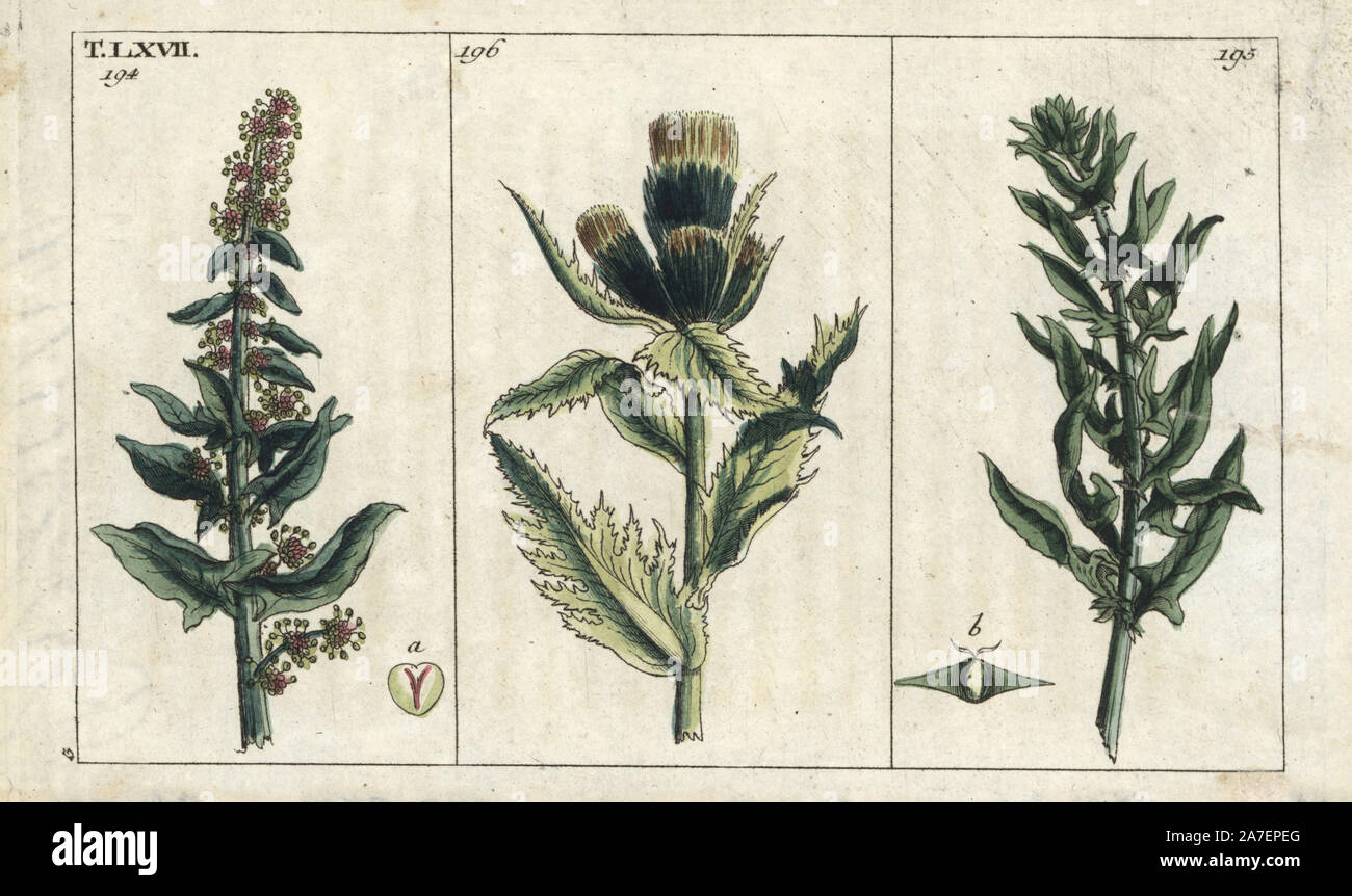 Spinach, Spinacia oleracea, male 194 and female 195, and cabbage thistle, Cirsium oloraceus 196. Handcolored copperplate engraving of a botanical illustration from G. T. Wilhelm's 'Unterhaltungen aus der Naturgeschichte' (Encyclopedia of Natural History), Augsburg, 1811. Gottlieb Tobias Wilhelm (1758-1811) was a clergyman and naturalist in Augsburg, Bavaria. Stock Photo