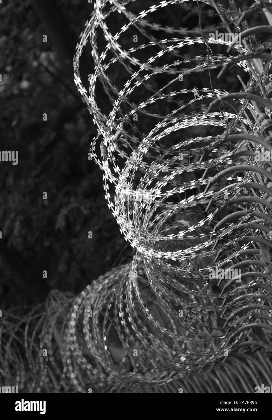 Monochrome of barbed wire security fence Stock Photo