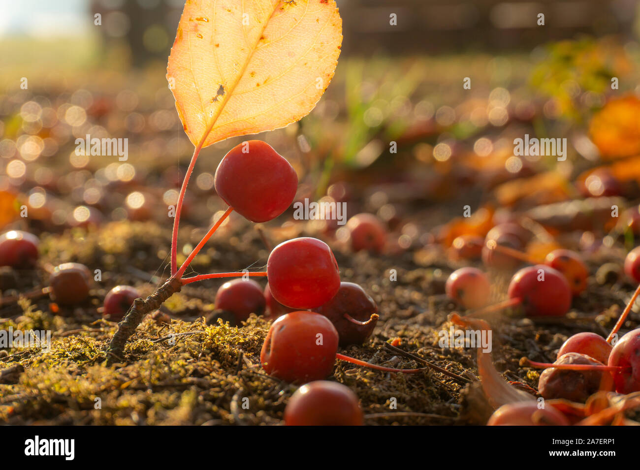 Withered leaves on tree branch hi-res stock photography and images - Alamy
