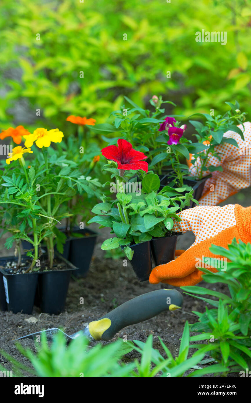 Gardening, Planting,  Flowers,  Woman holding flower plants to plant in garden, woman's hands in Gardening Gloves Stock Photo