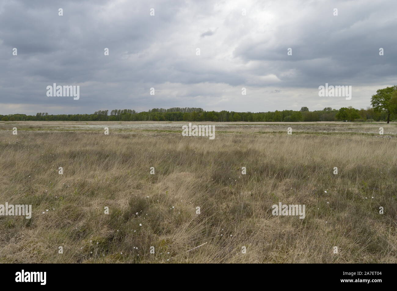 Moorland in East Westphalia Stock Photo