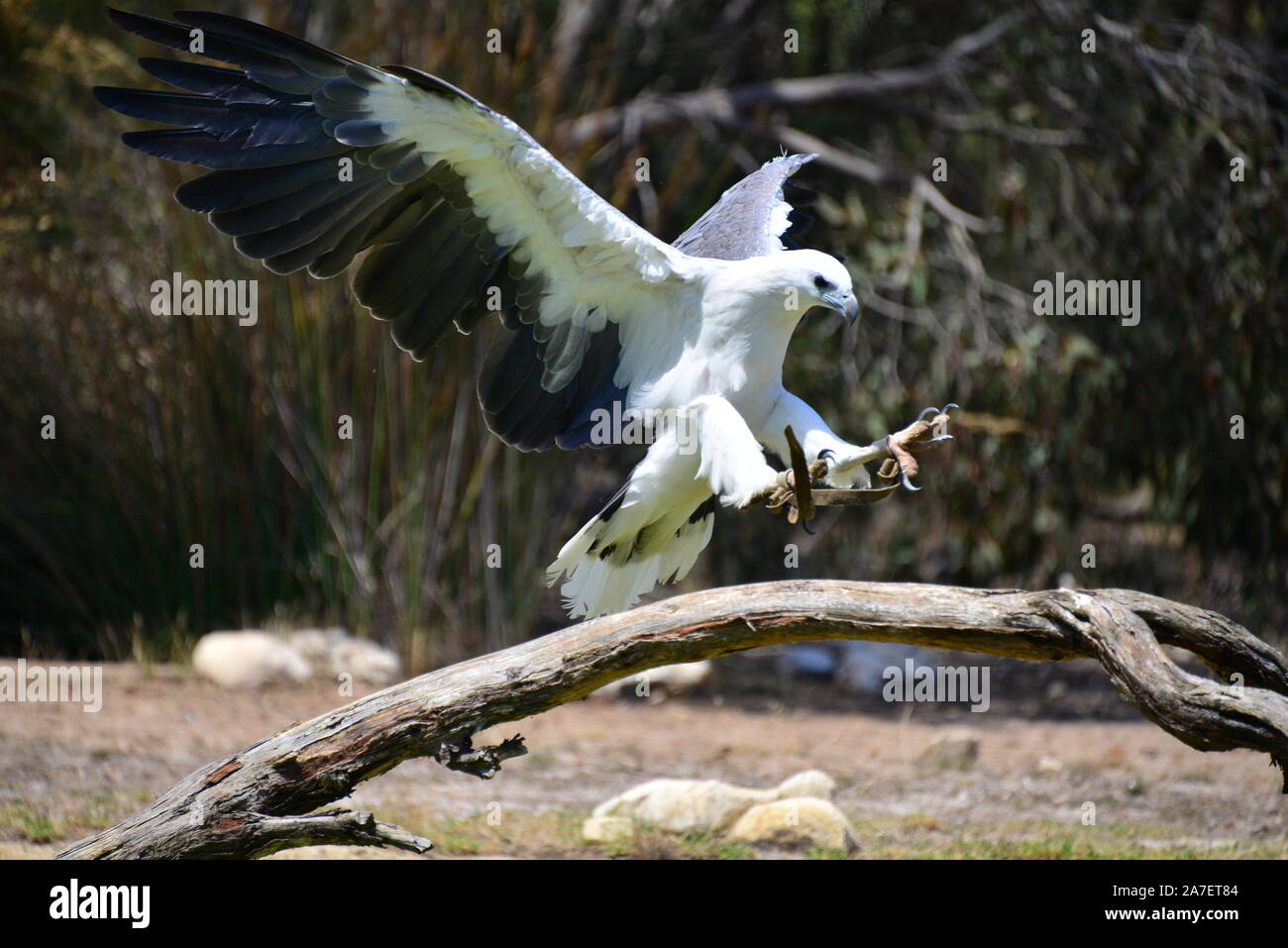 White bellied sea eagle Stock Photo