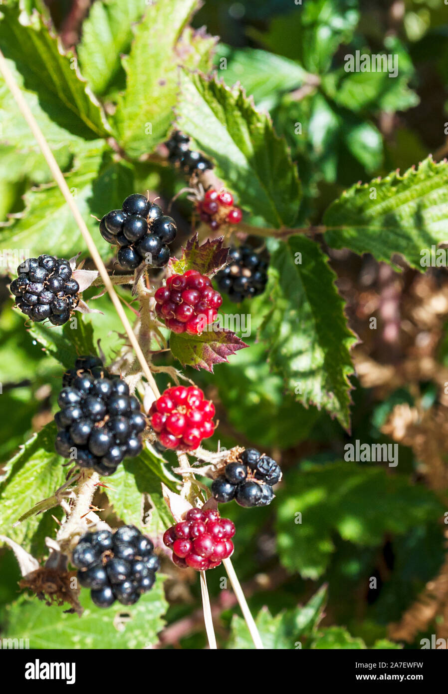 Blackberries on a tree Stock Photo
