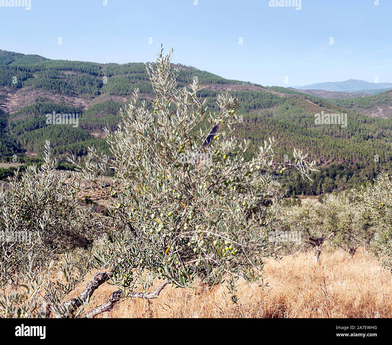 Olive trees in the fields of Extremadura Stock Photo Alamy