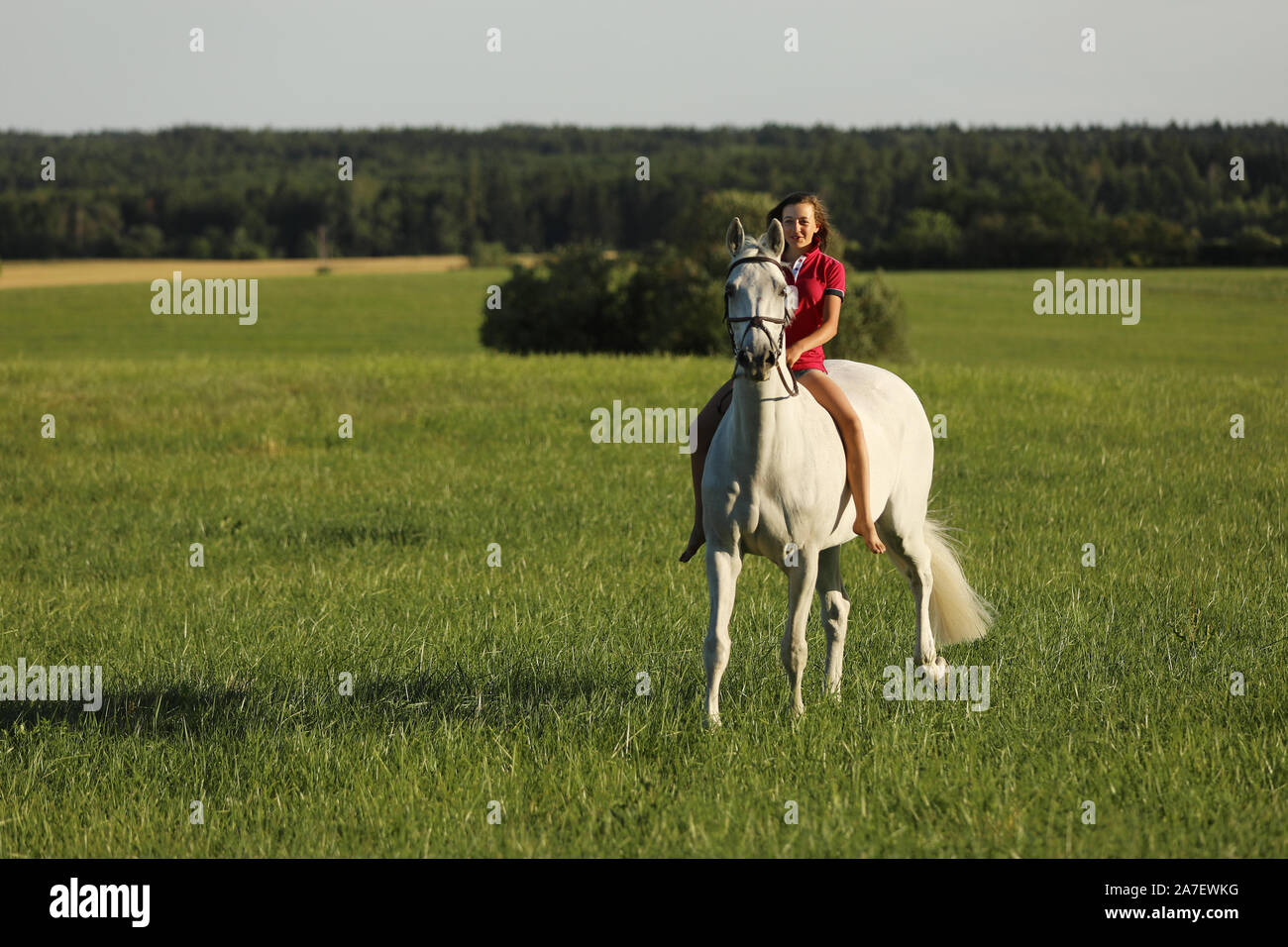 Young girl on roan horse walk on meadow in late afternoon without saddle Stock Photo