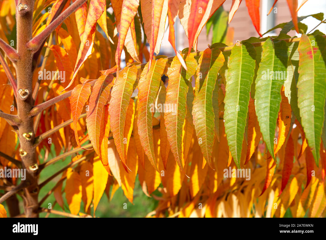 Magnificent Rhus typhina, or staghorn sumac, leaves colored of green and orange in autumn. Close up nice to be used as background Stock Photo
