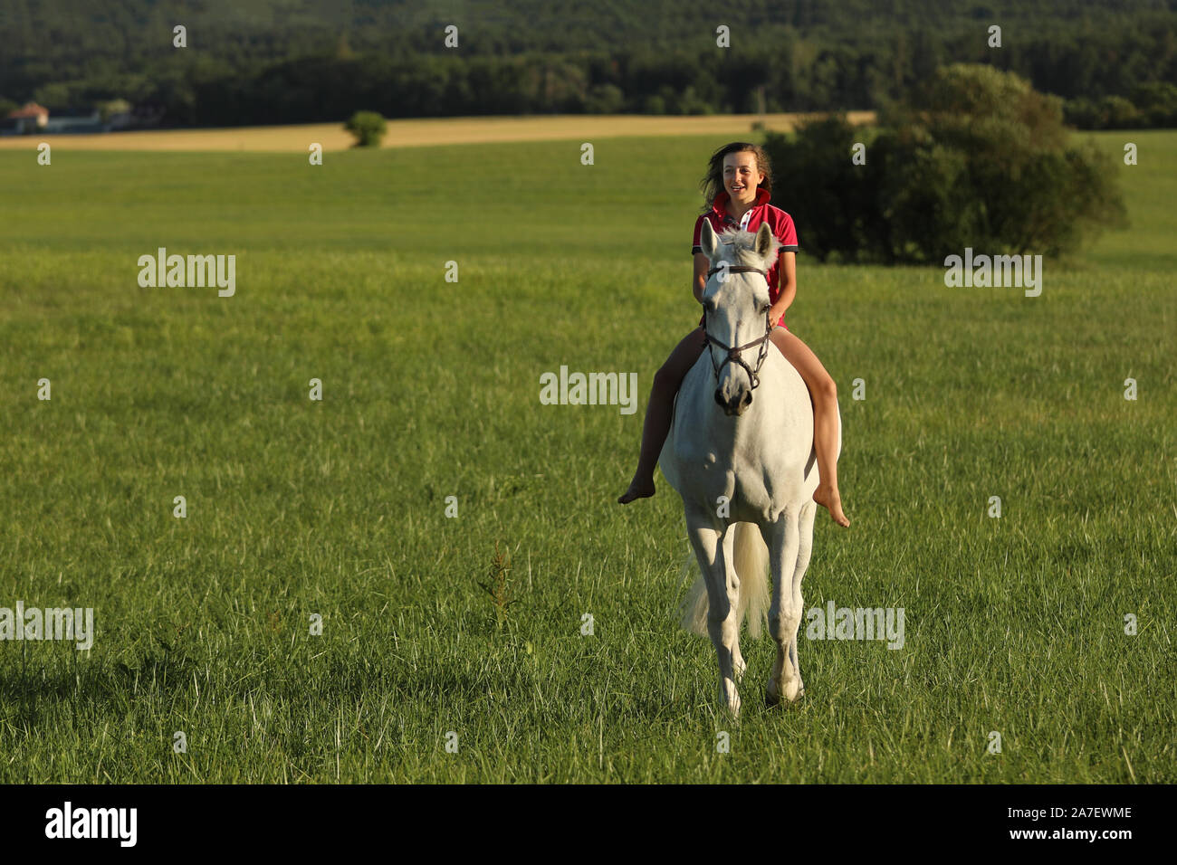 Young girl on roan horse walk on meadow in late afternoon without saddle, sunshine Stock Photo