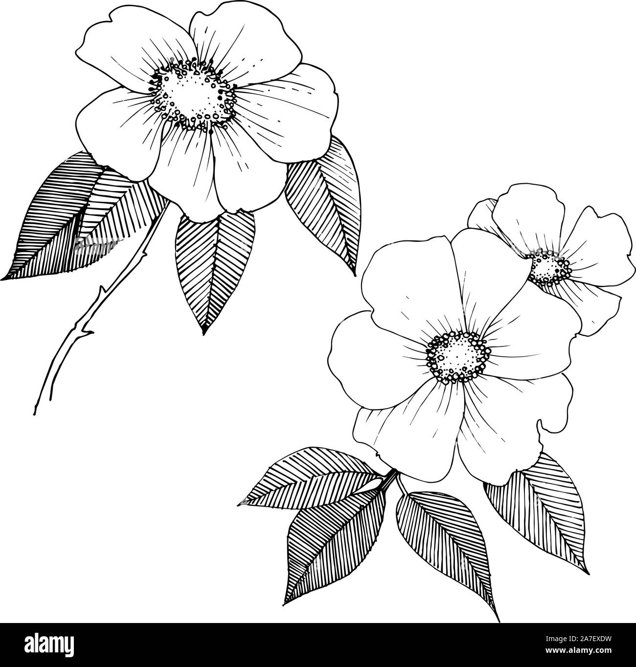 Wild rose in a vector style isolated Stock Vector Image & Art Alamy