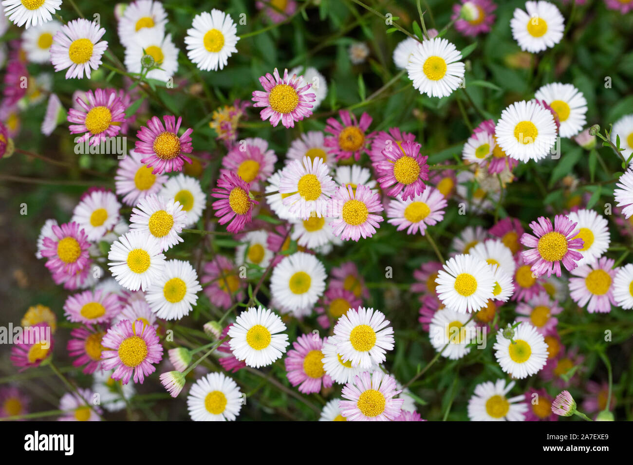 Erigeron karvinskianus flowers. Stock Photo