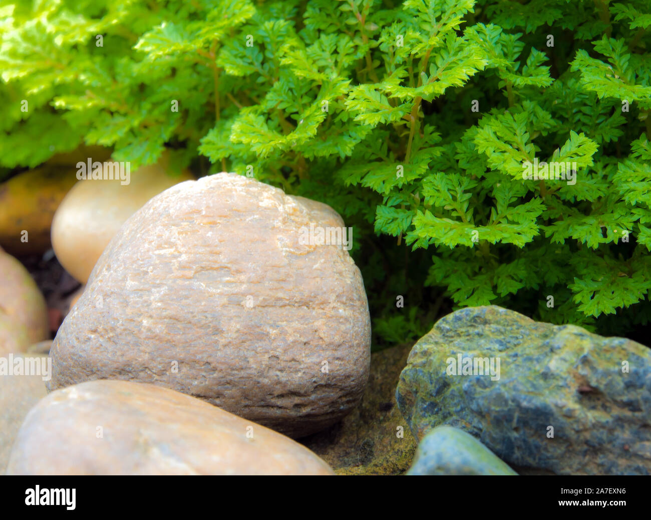Freshness green and small leaf of Selaginella involvens fern on river rock Stock Photo