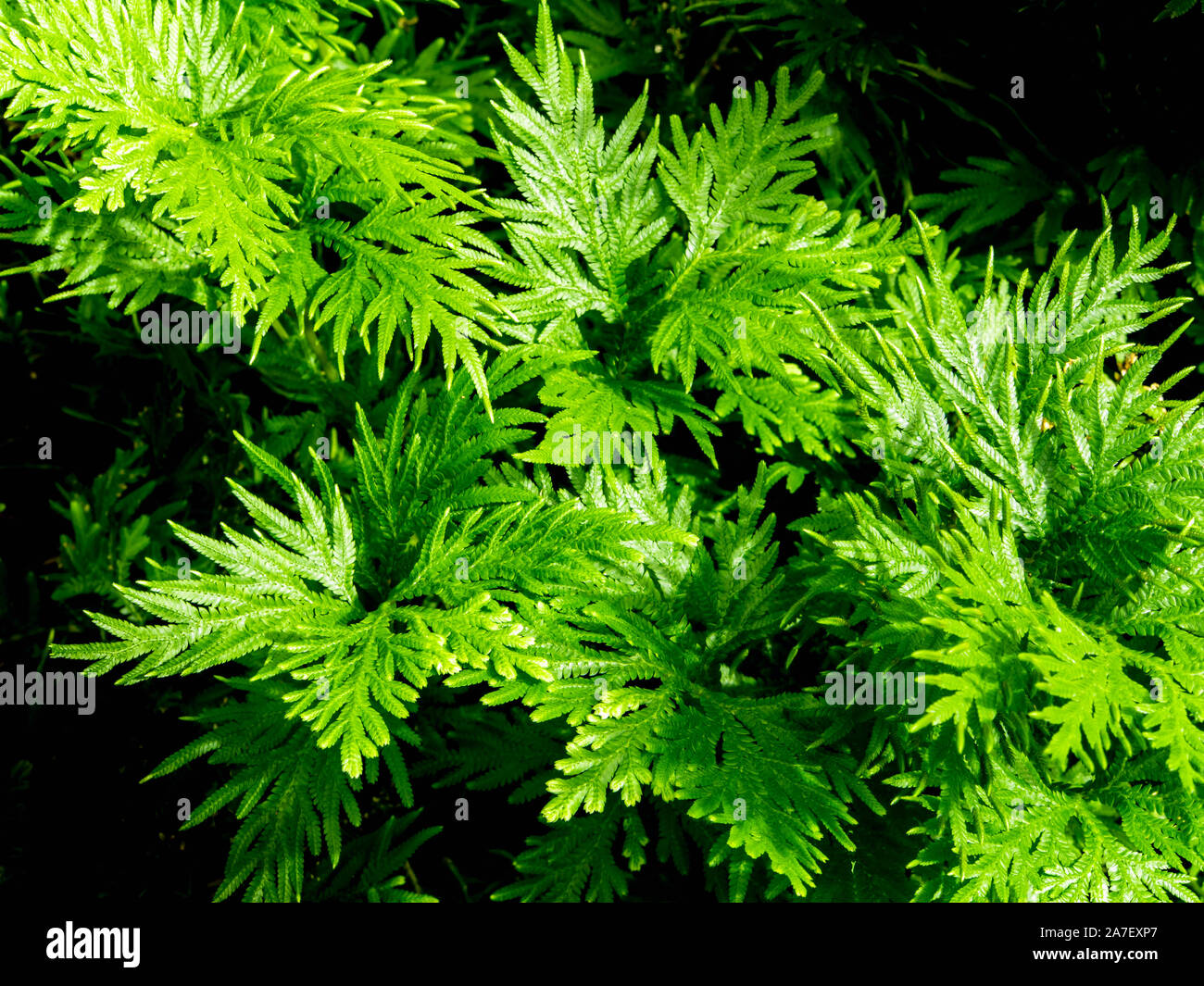 Freshness green leaf of Selaginella involvens fern Stock Photo