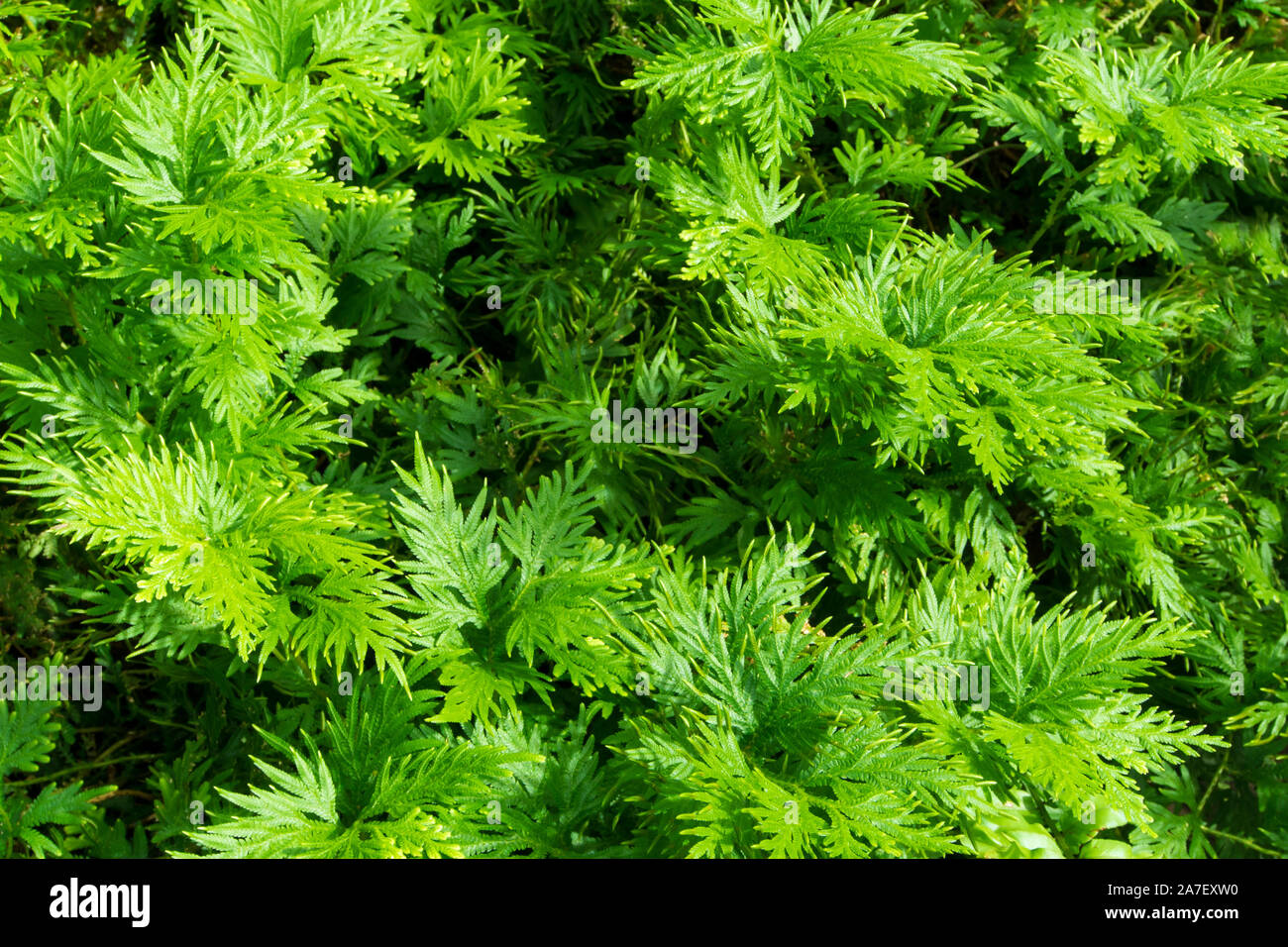 Freshness green leaf of Selaginella involvens fern Stock Photo