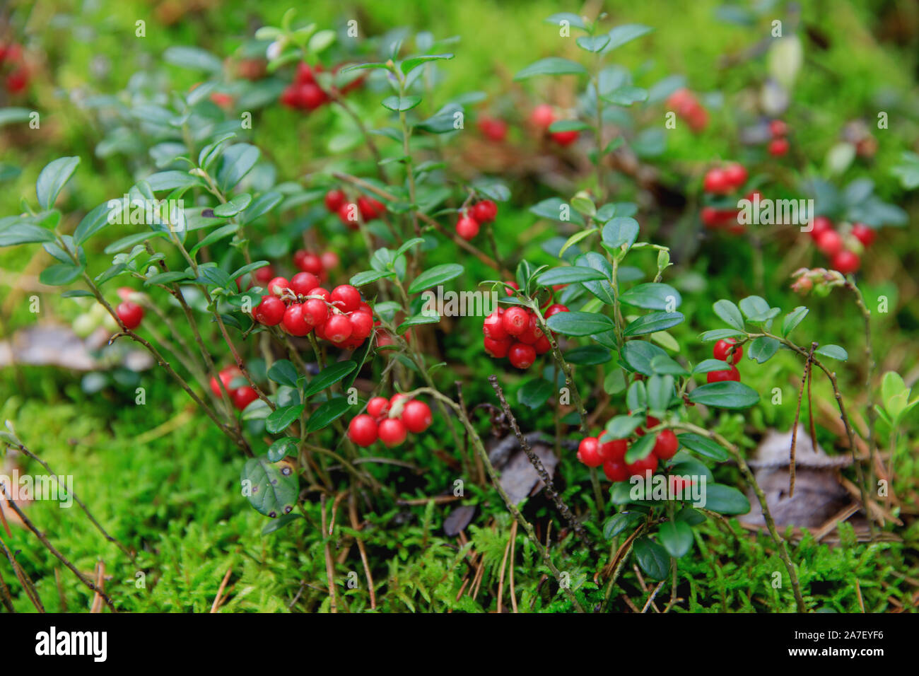 Berry thicket hi-res stock photography and images - Alamy