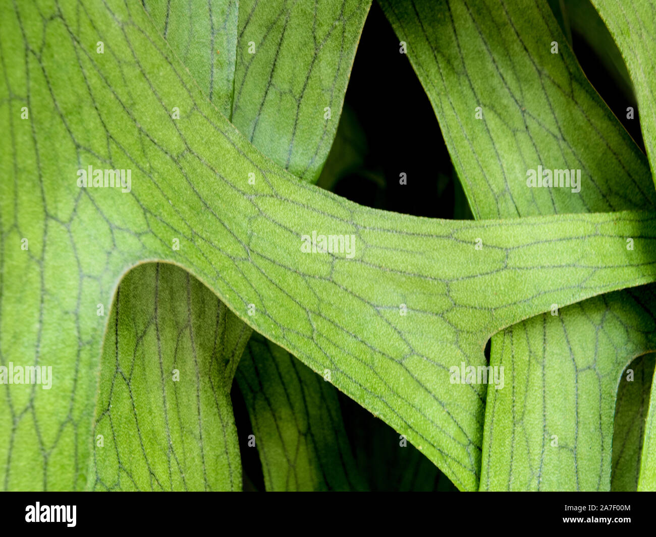 Texture Detail on leaves of Elkhorn Fern , Platycerium coronarium Stock Photo