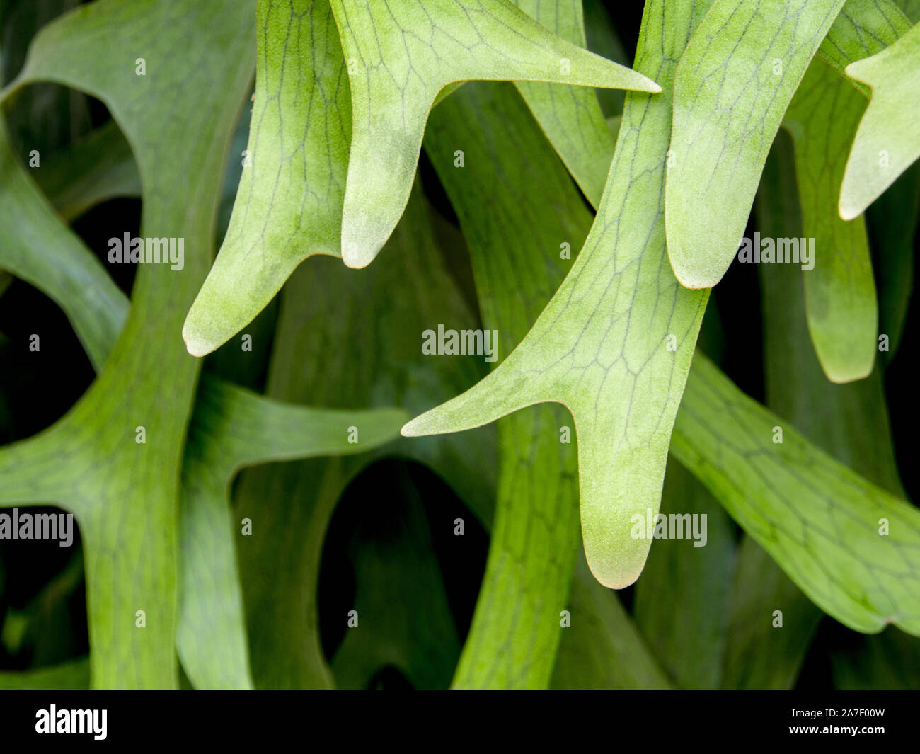 Texture Detail on leaves of Elkhorn Fern , Platycerium coronarium Stock Photo