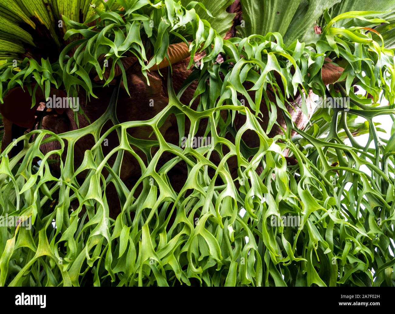 Epiphytes On Tree High Resolution Stock Photography and Images - Alamy