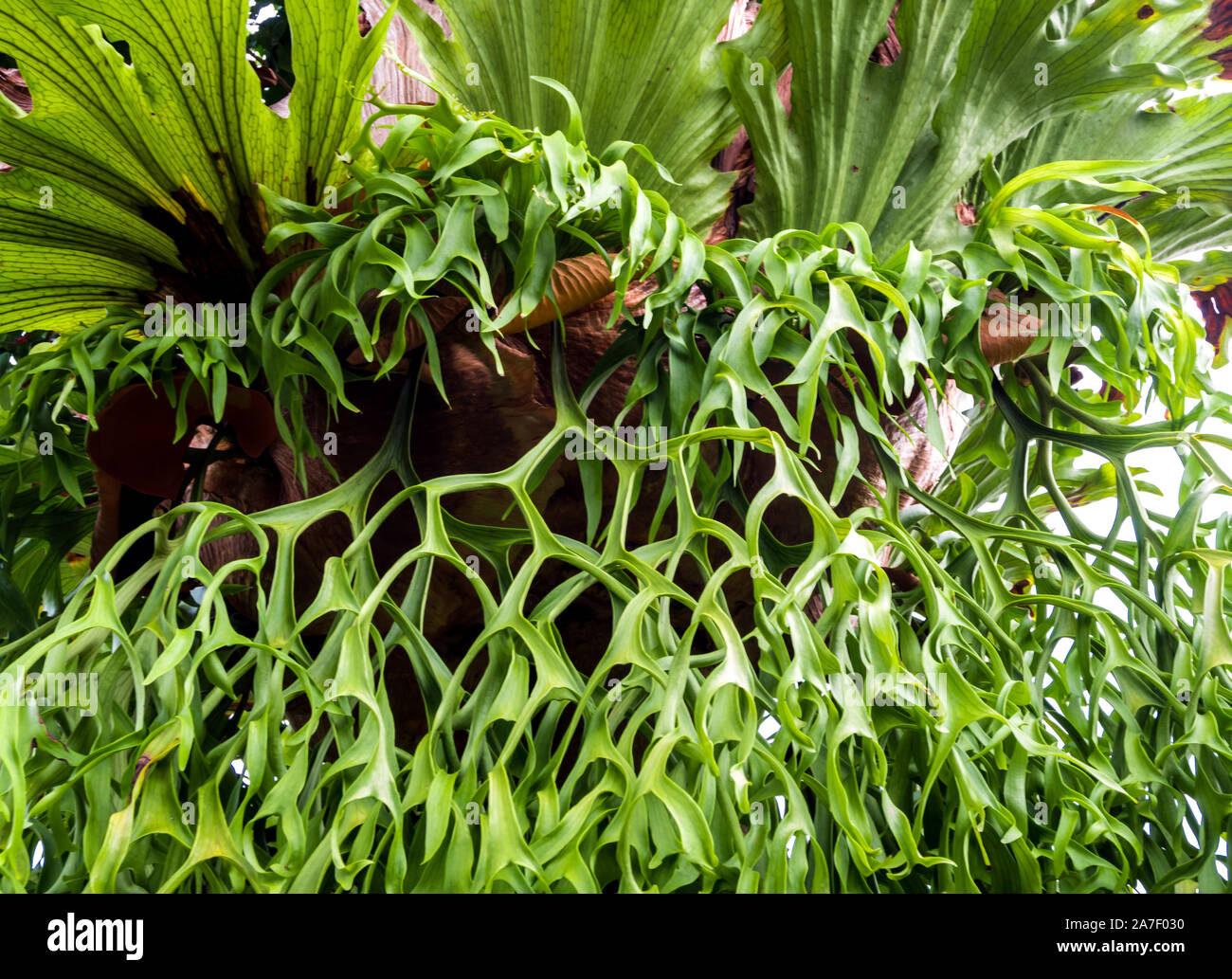 Epiphytes On Tree High Resolution Stock Photography and Images - Alamy