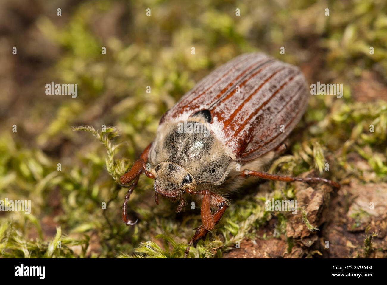 A Cockchafer beetle, or May bug, Melolontha melolontha, photographed next to a garden pond in North west England UK GB. Stock Photo