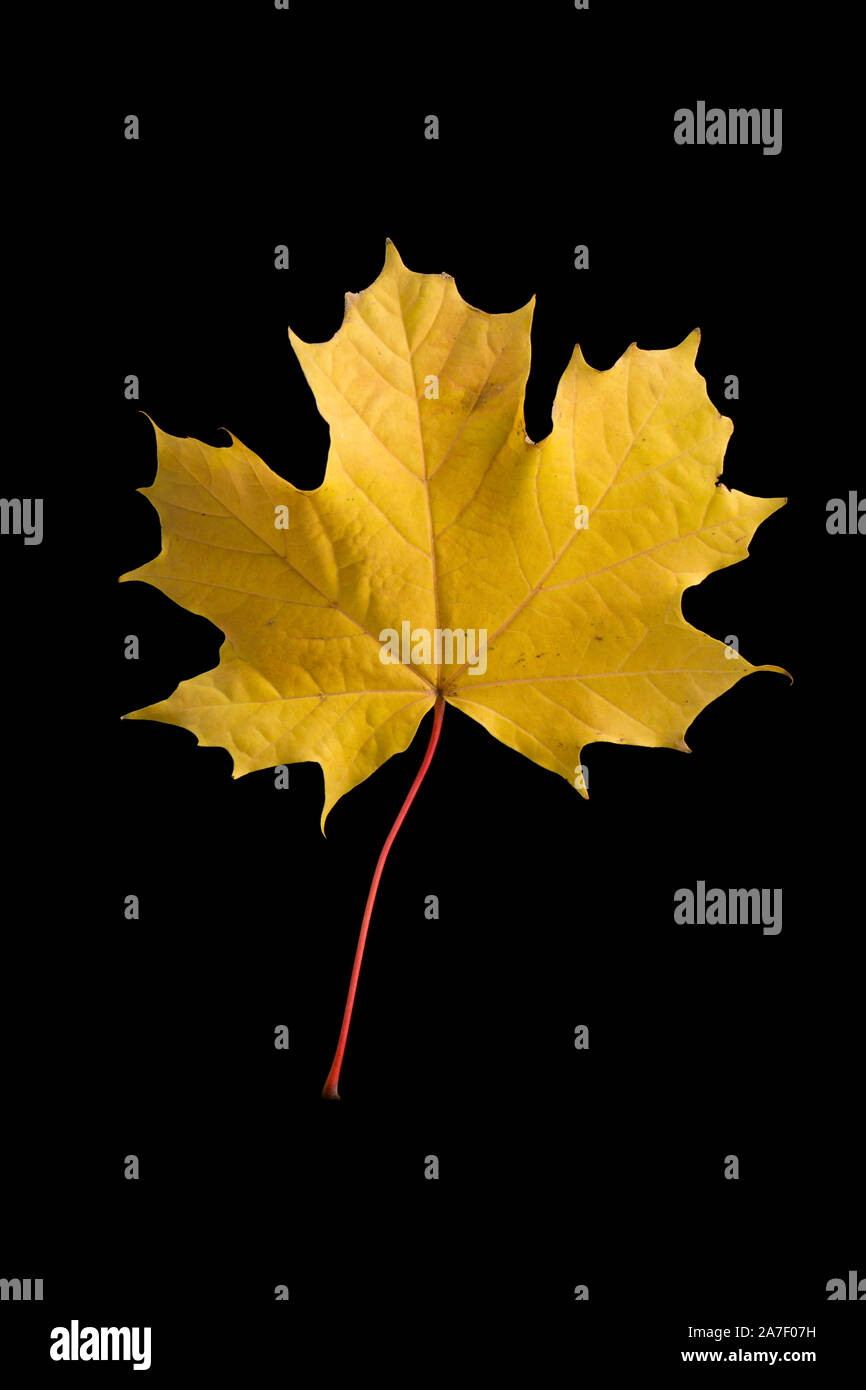 A maple tree leaf in Autumn photographed in a studio against a black background. This is probably a Norway maple leaf, Acer platanoides, but cannot be Stock Photo