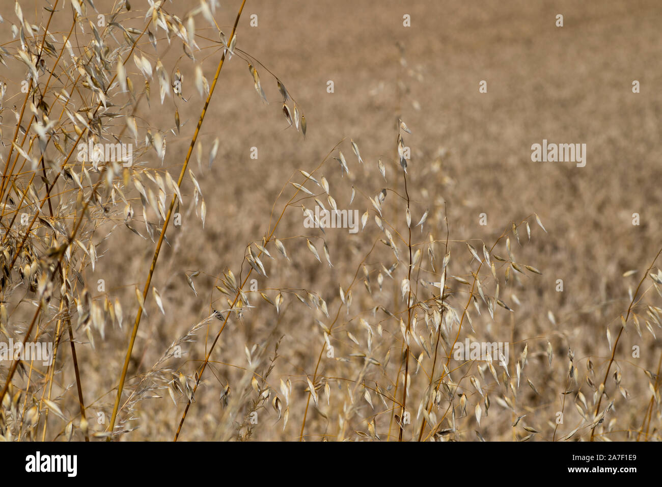 Grass seed growing on edge of farmland field with shallow depth of field Stock Photo