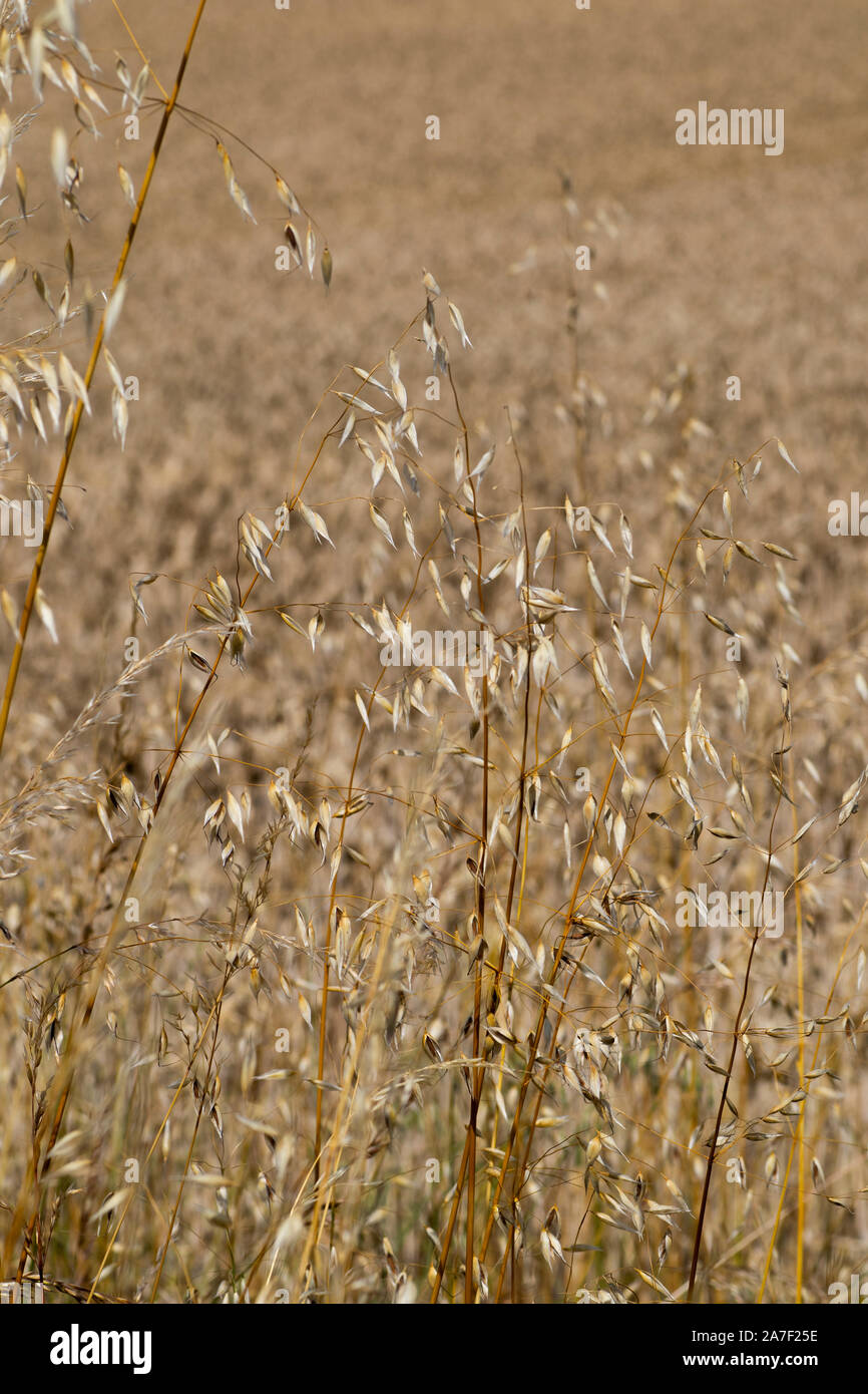 Grass seed growing on edge of farmland field with shallow depth of field Stock Photo