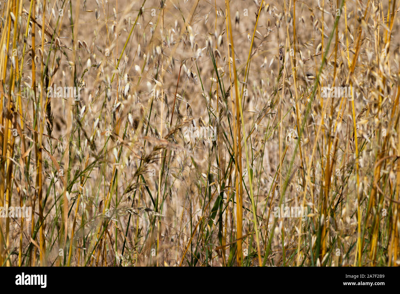 Grass seed growing on edge of farmland field with shallow depth of field Stock Photo