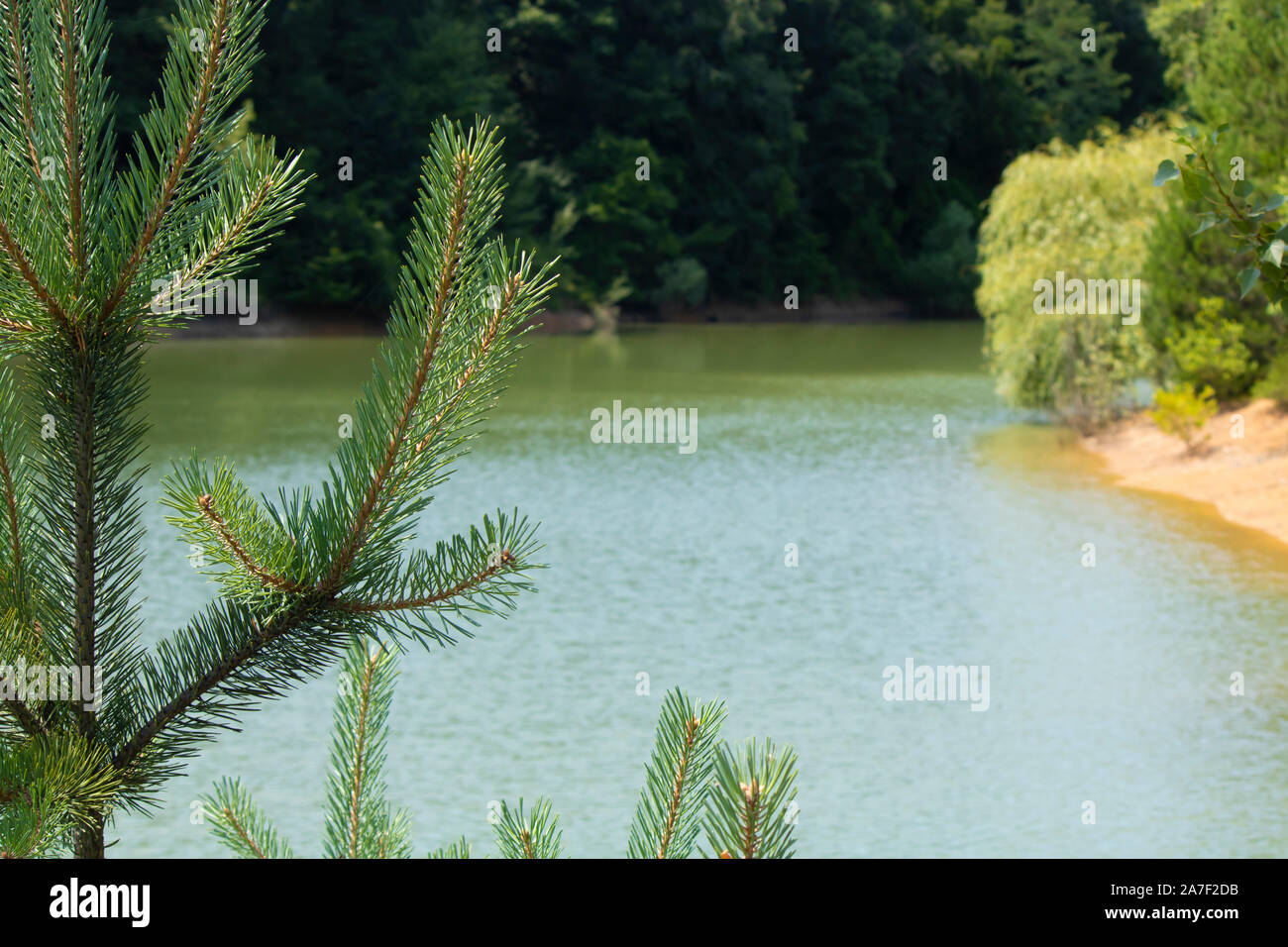 Close-up of the needle leaves of the Abies Alba tree. In the background is the lake. Stock Photo