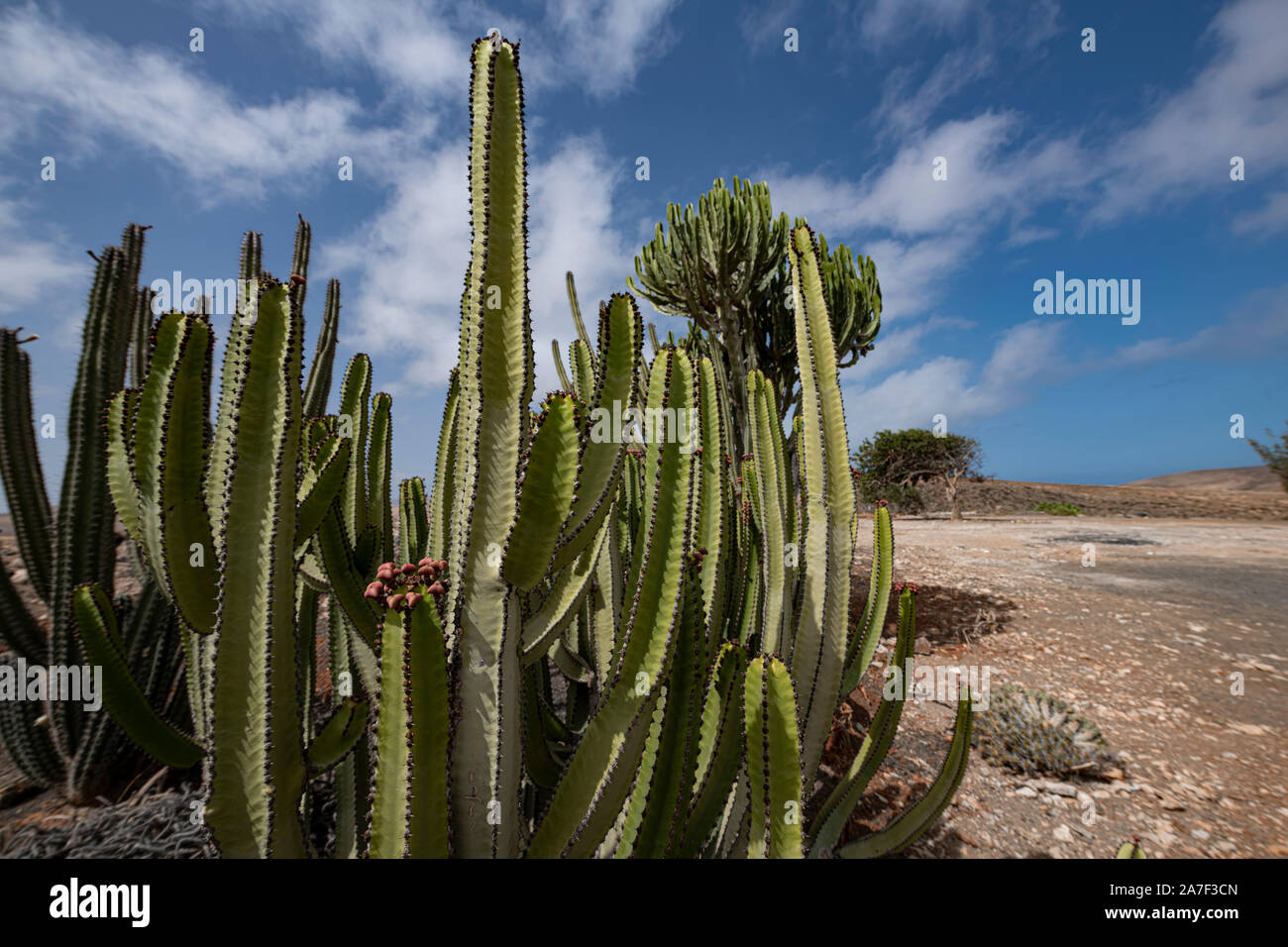 Landscape of Fuerteventura, Canary Island Stock Photo - Alamy