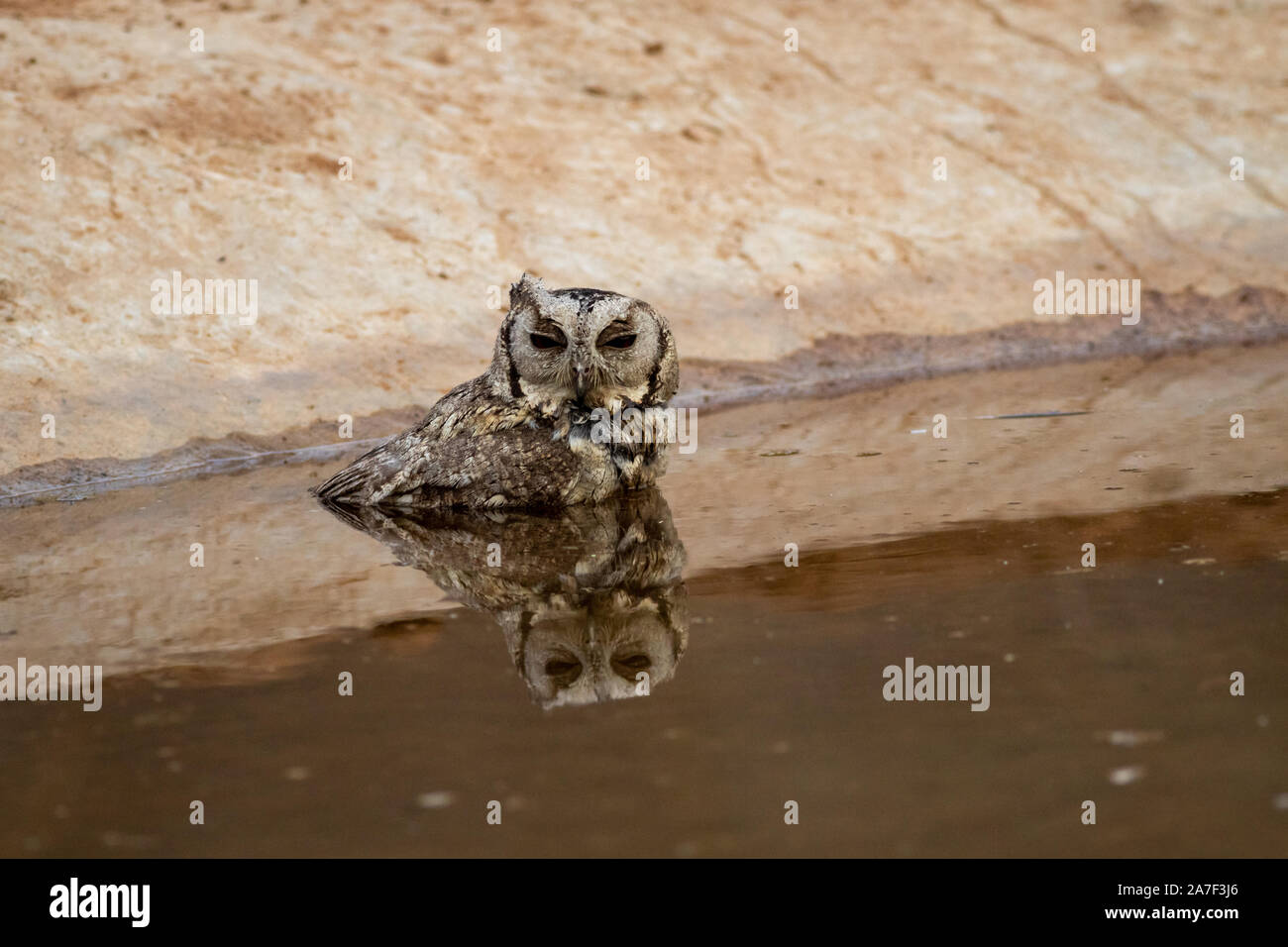 Scops owl or indian scops owl or Otus bakkamoena drinking water and